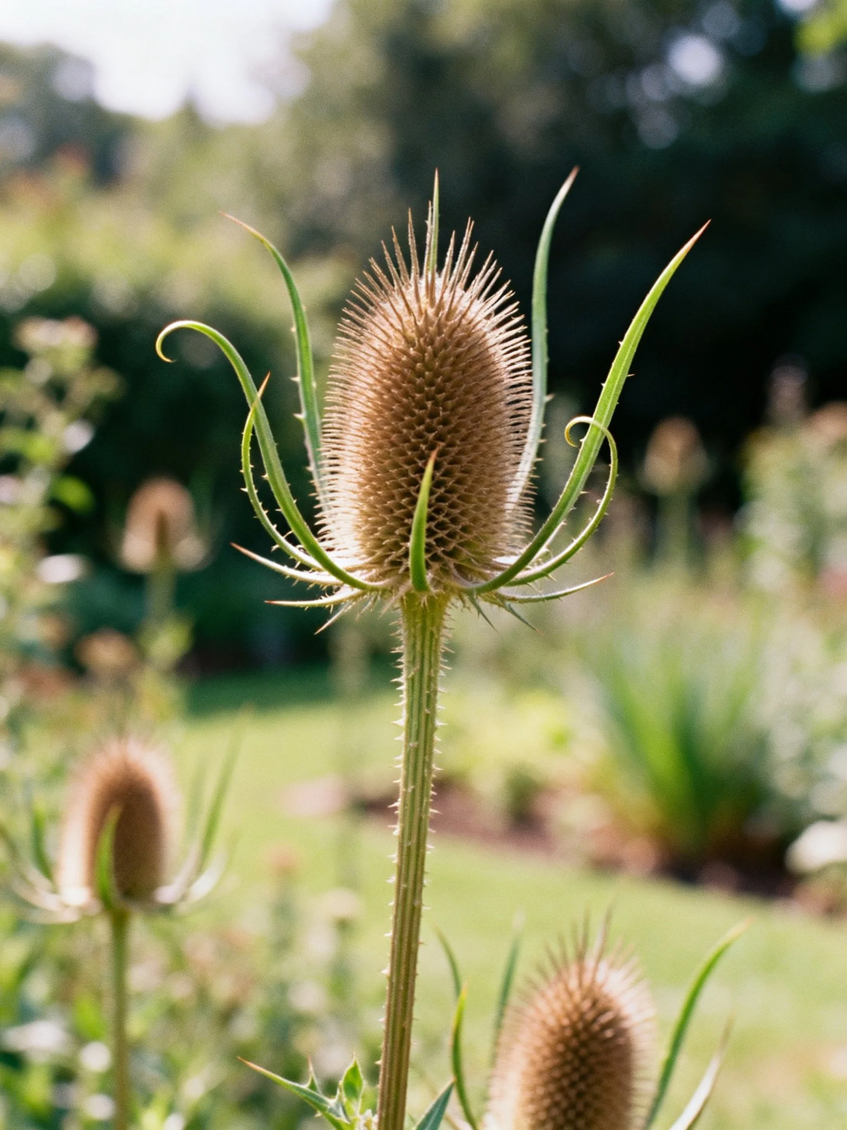 Close-up of a spiky brown teasel flower in a lush garden