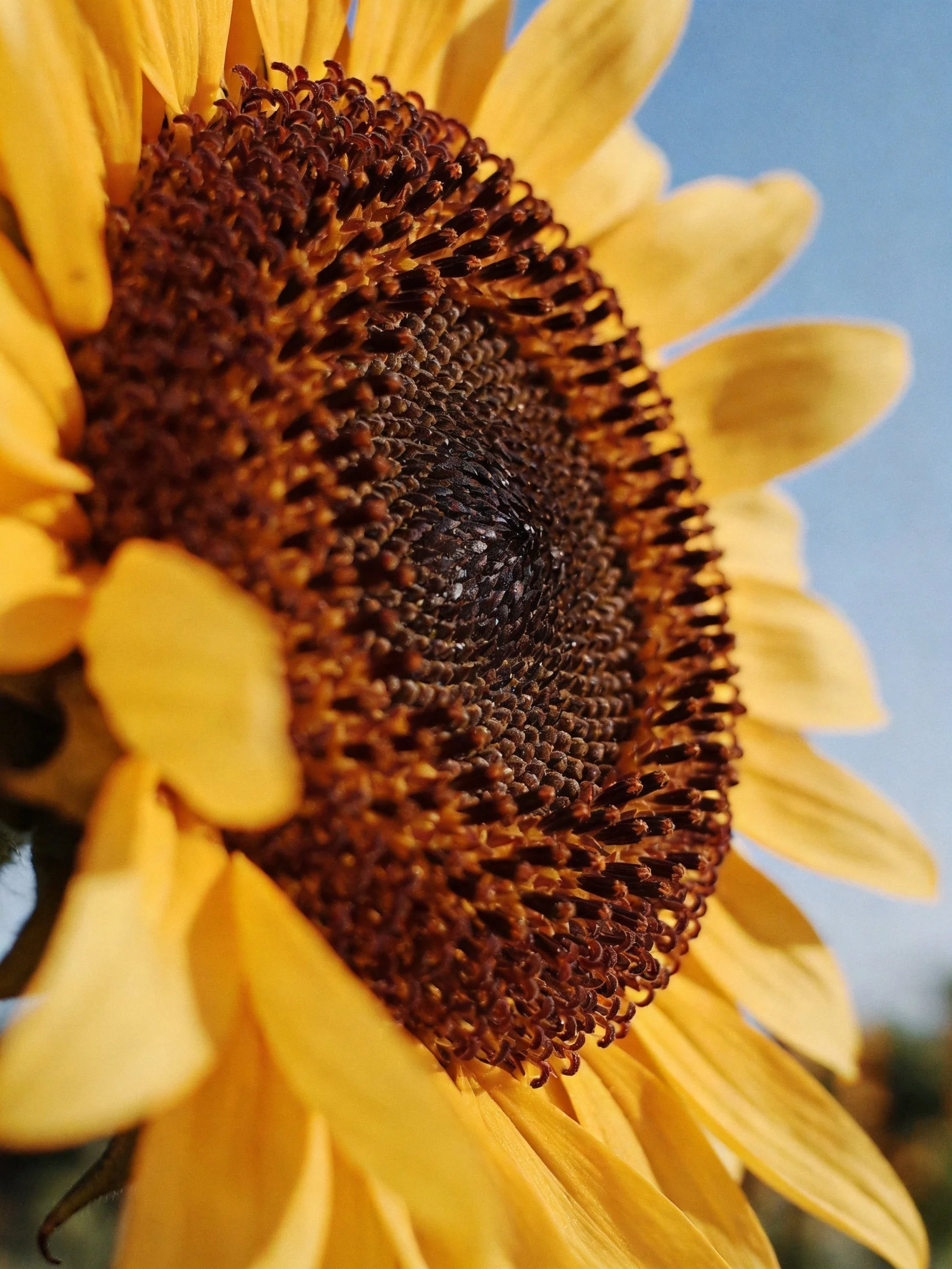 Close - up of a sunflower with bright yellow petals and intricate brown center