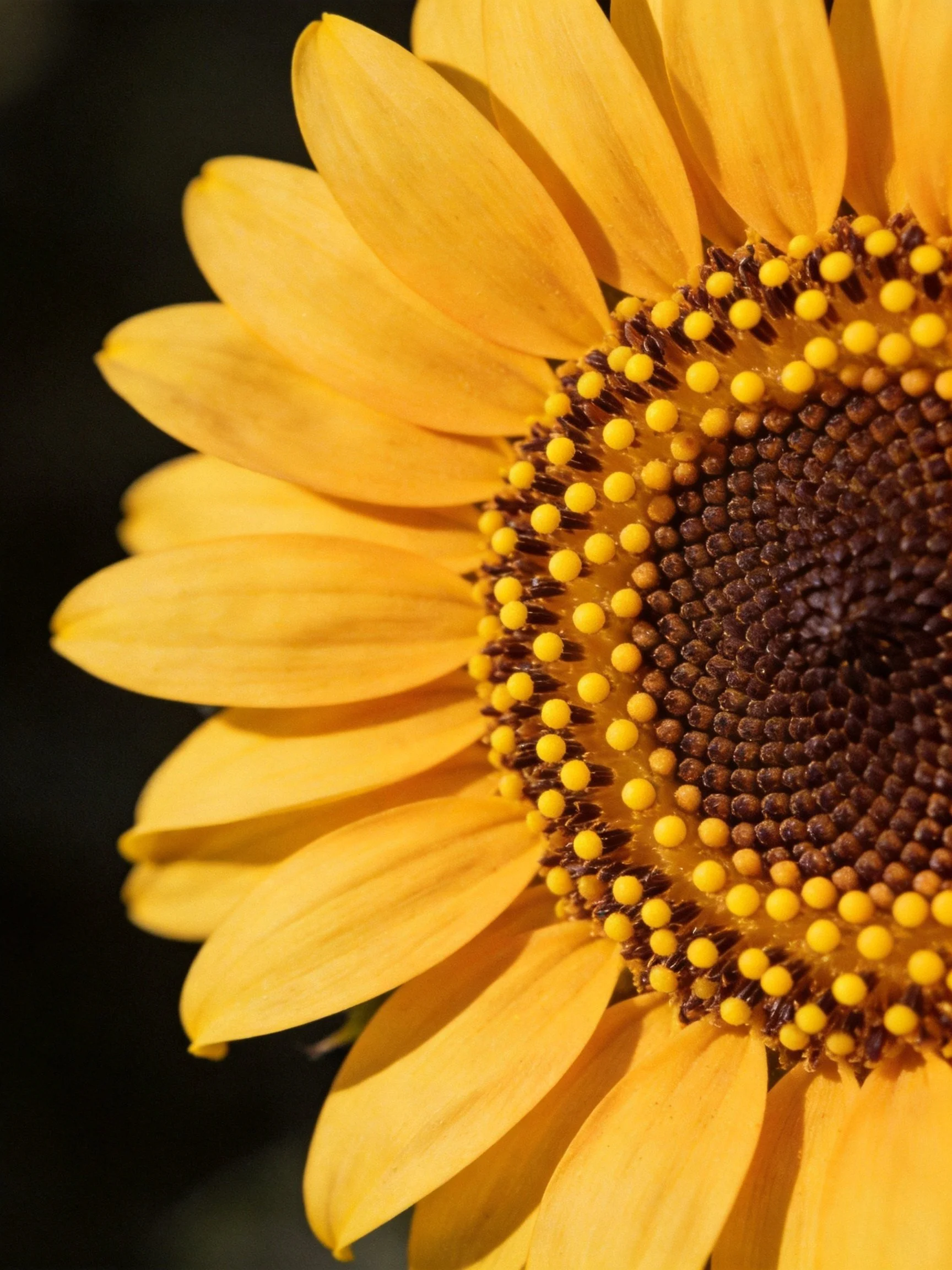 Close - up of a sunflower with golden petals and brown center