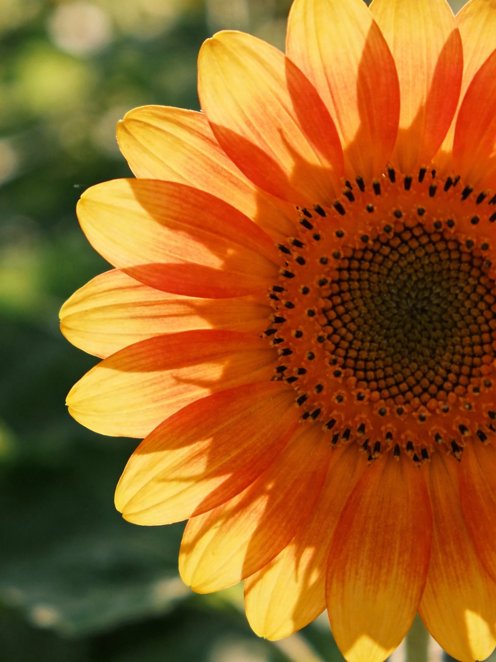 Close - up of a sunflower with orange - yellow petals and detailed seed center