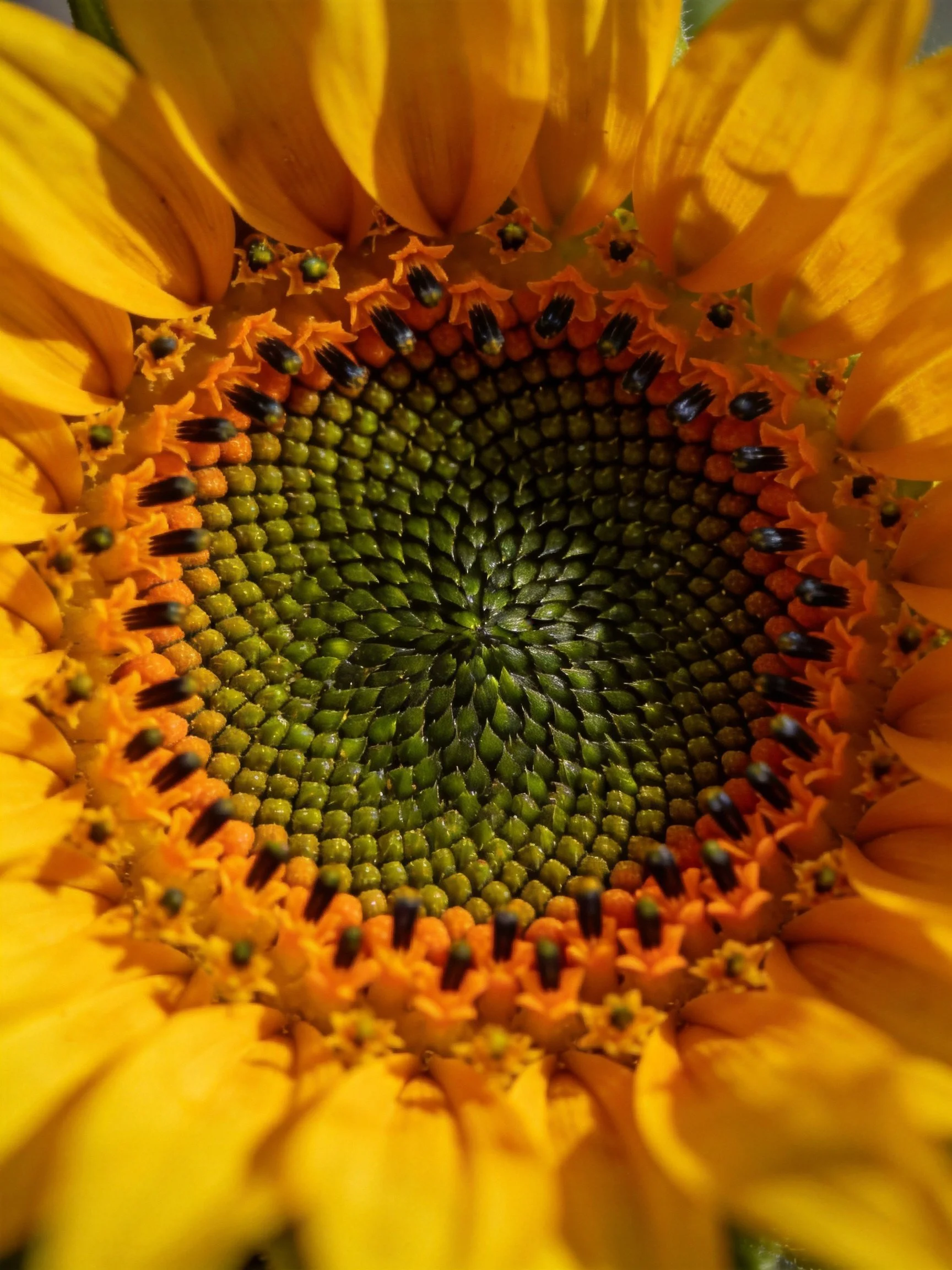 Close-up of a sunflowers bright yellow petals and detailed green center