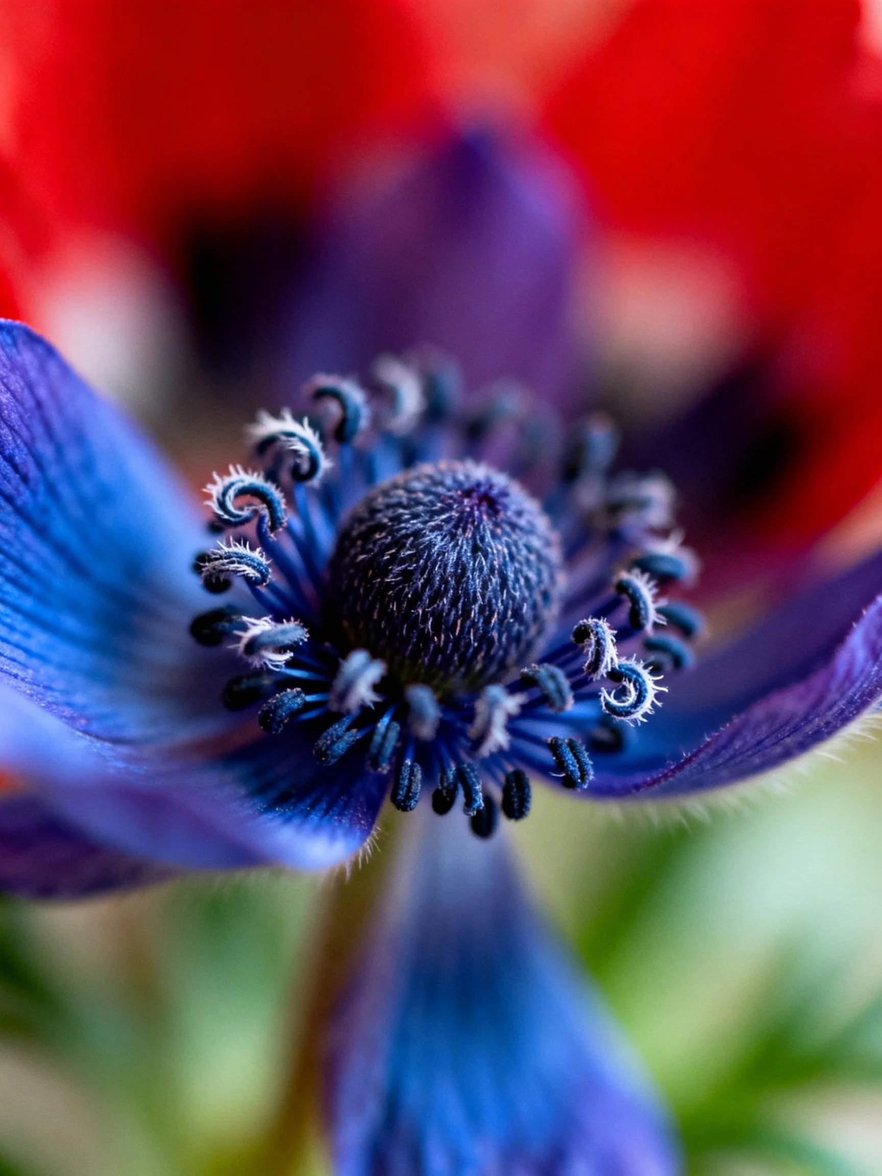 Close - up of a vibrant blue flower with a dark central core and red blurred flowers in the backgroun