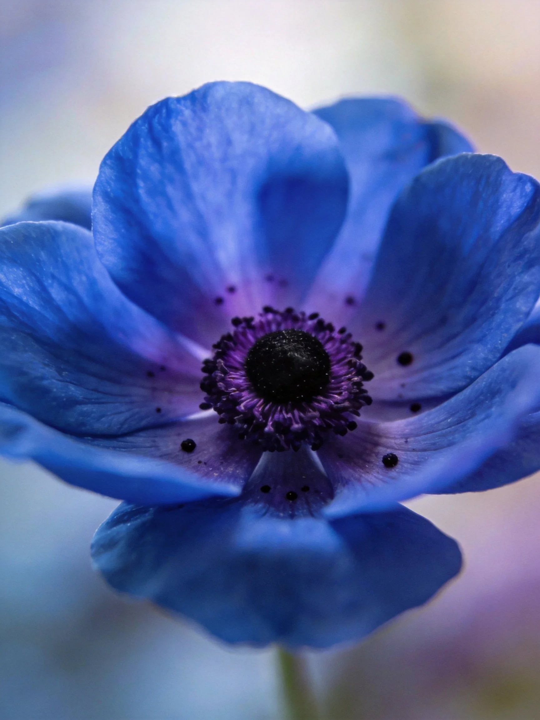 Close - up of a vibrant blue flower with dark central core