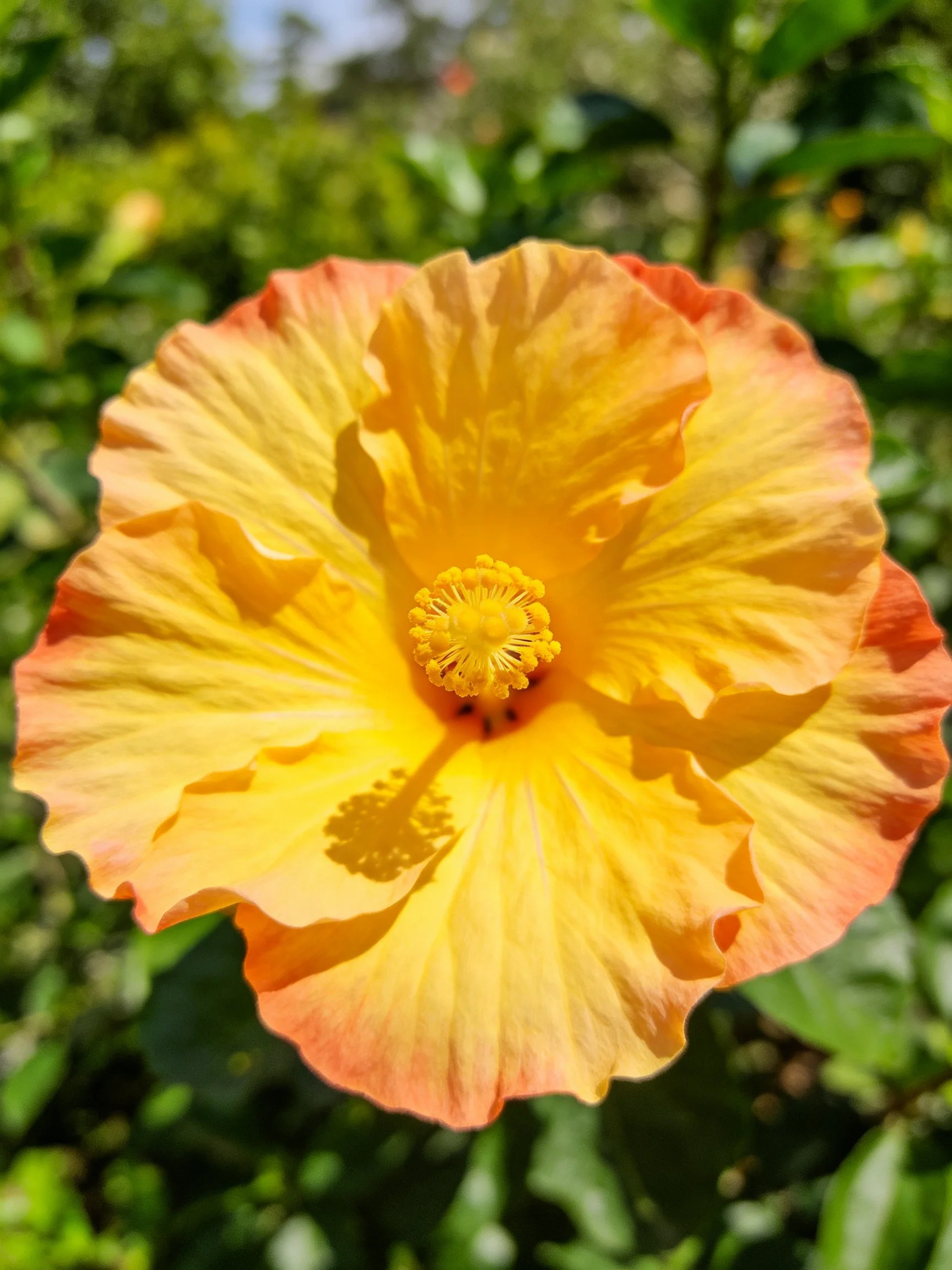 Close - up of a vibrant hibiscus flower with yellow-orange petals