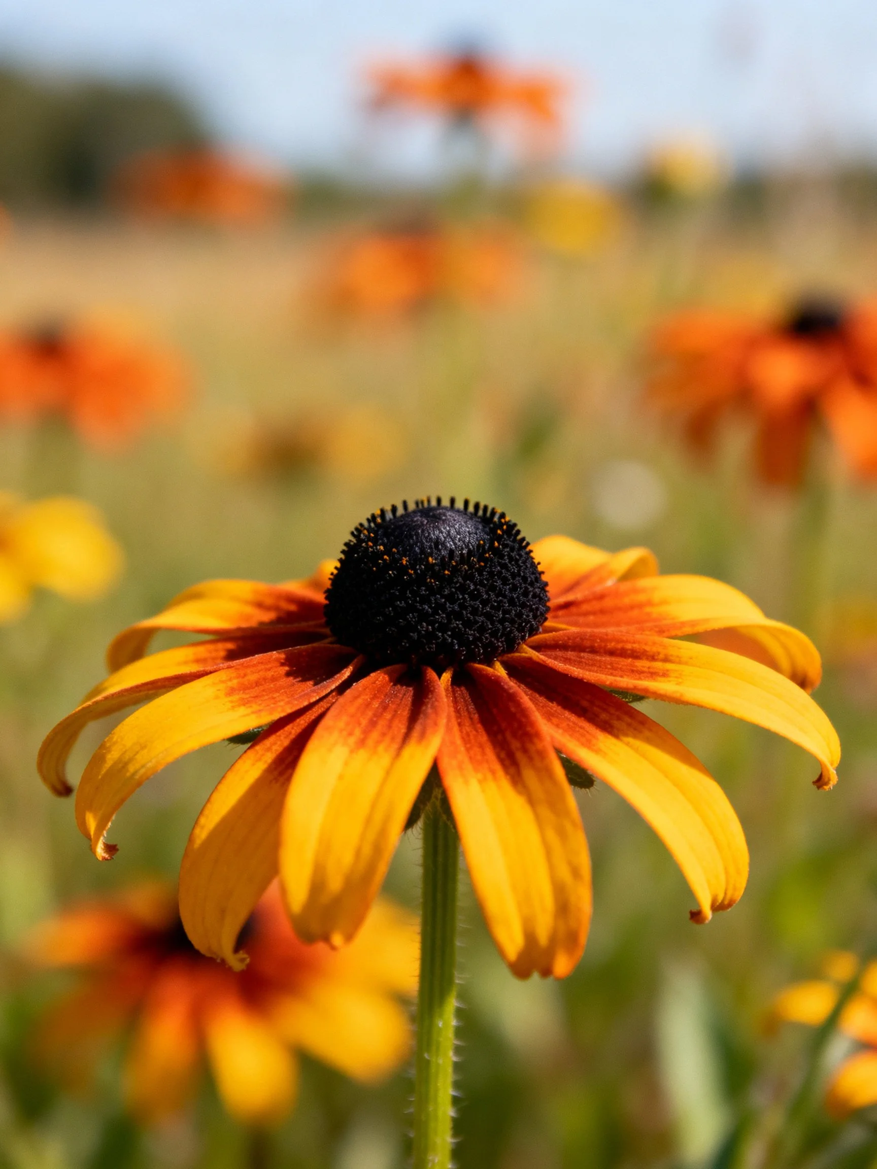 Close-up of a vibrant orange flower with dark center