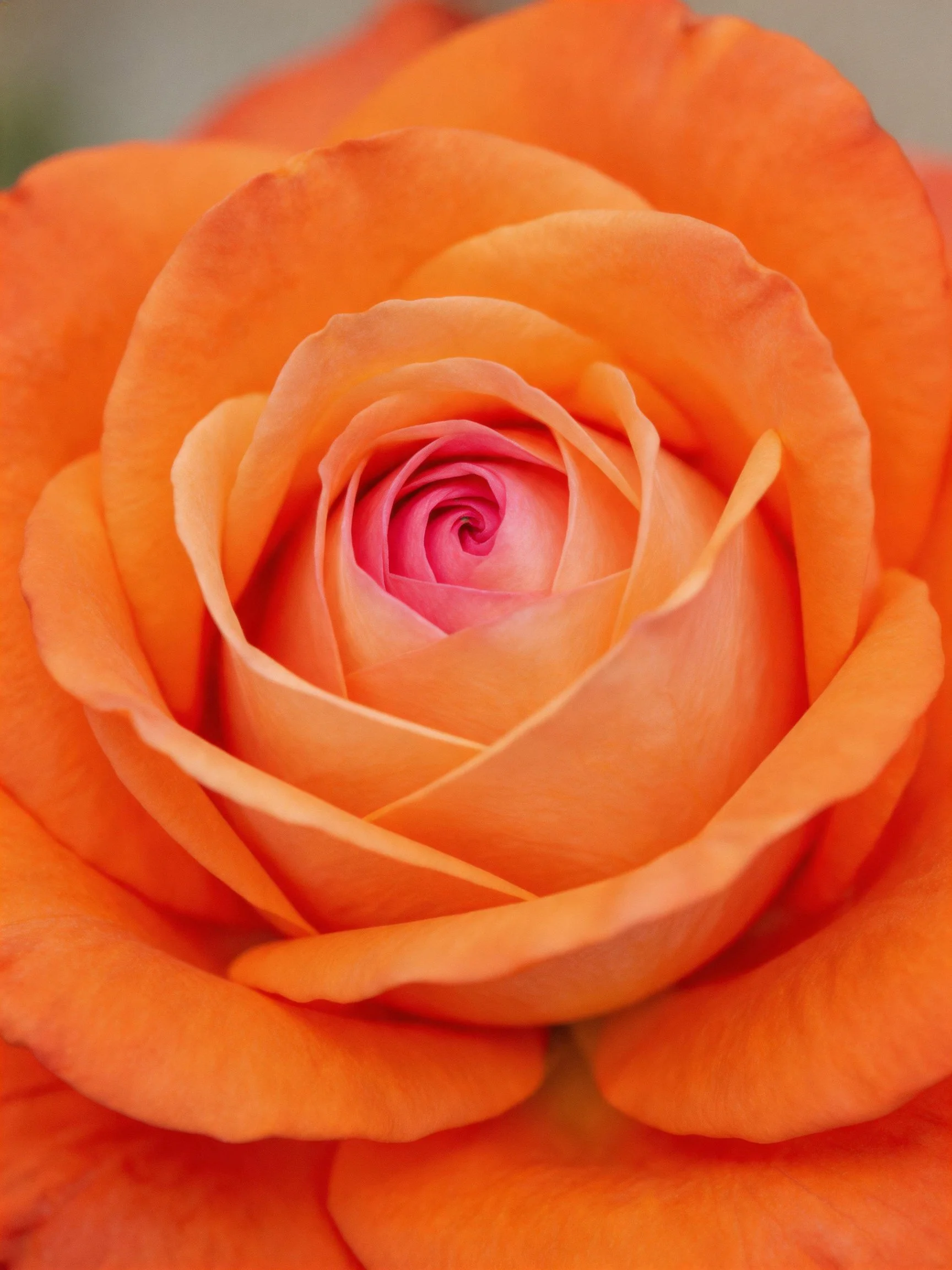 Close - up of a vibrant orange rose with layered petals