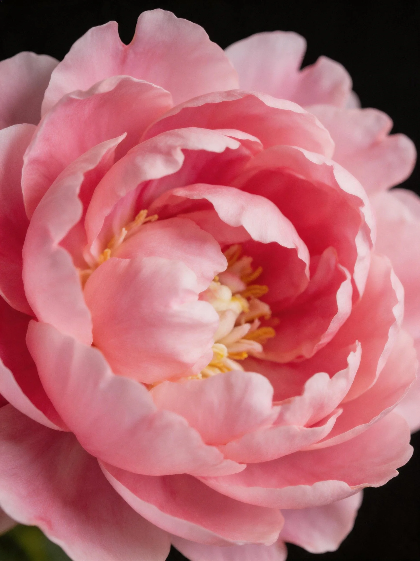 Close-up of a vibrant pink peony blossom