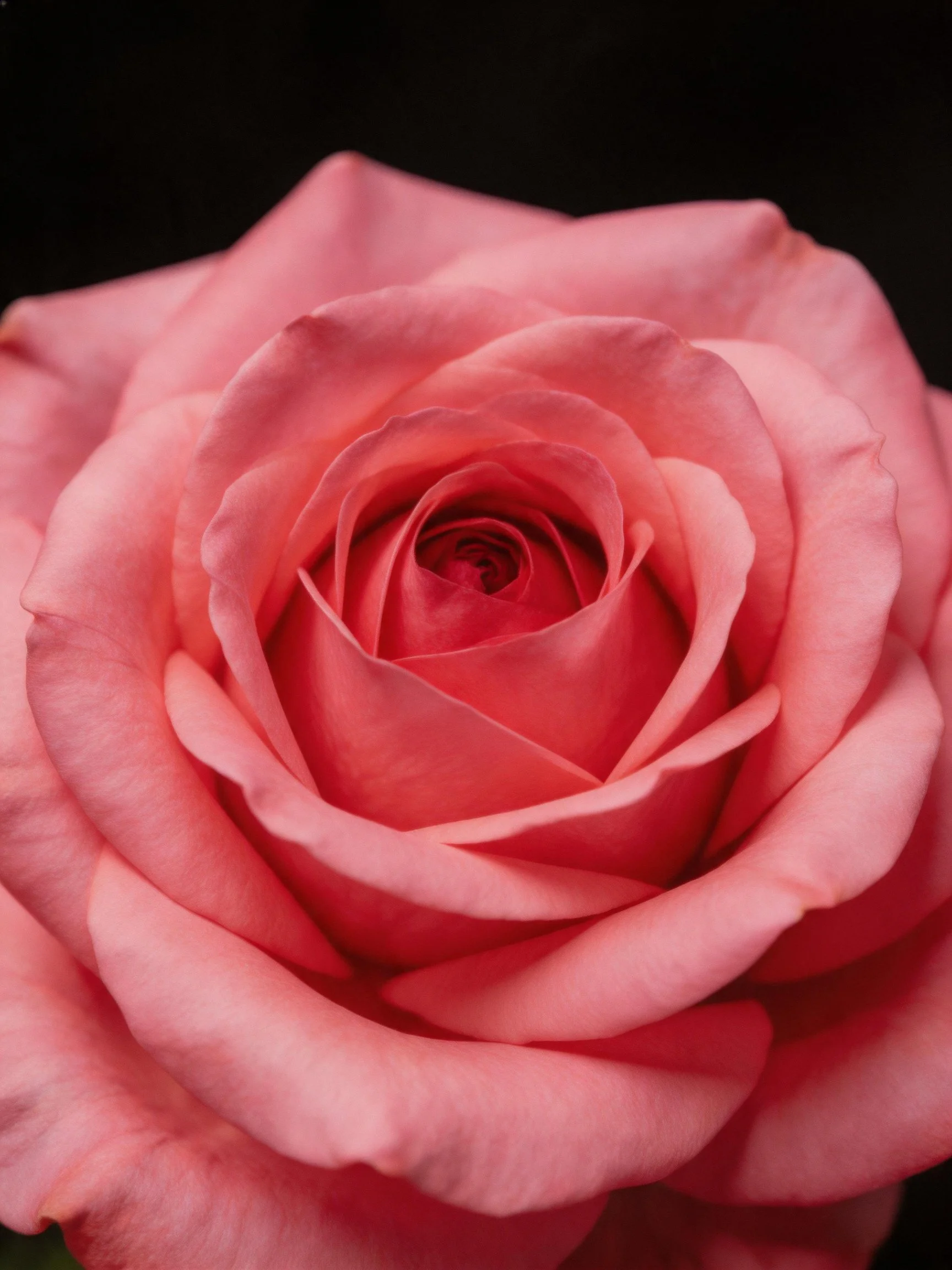 Close - up of a vibrant pink rose with layered petals