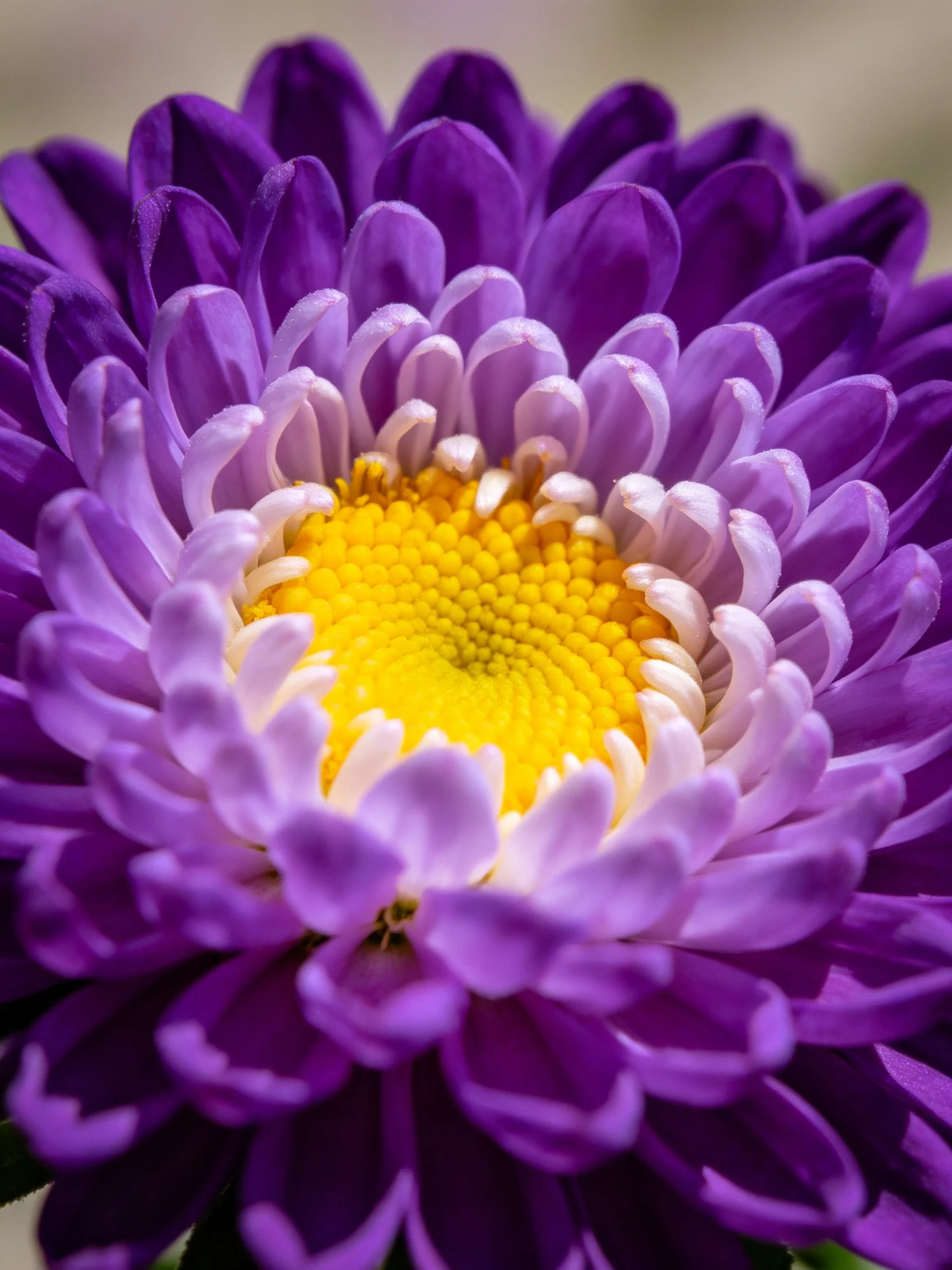 Close - up of a vibrant purple aster with layered petals and yellow center