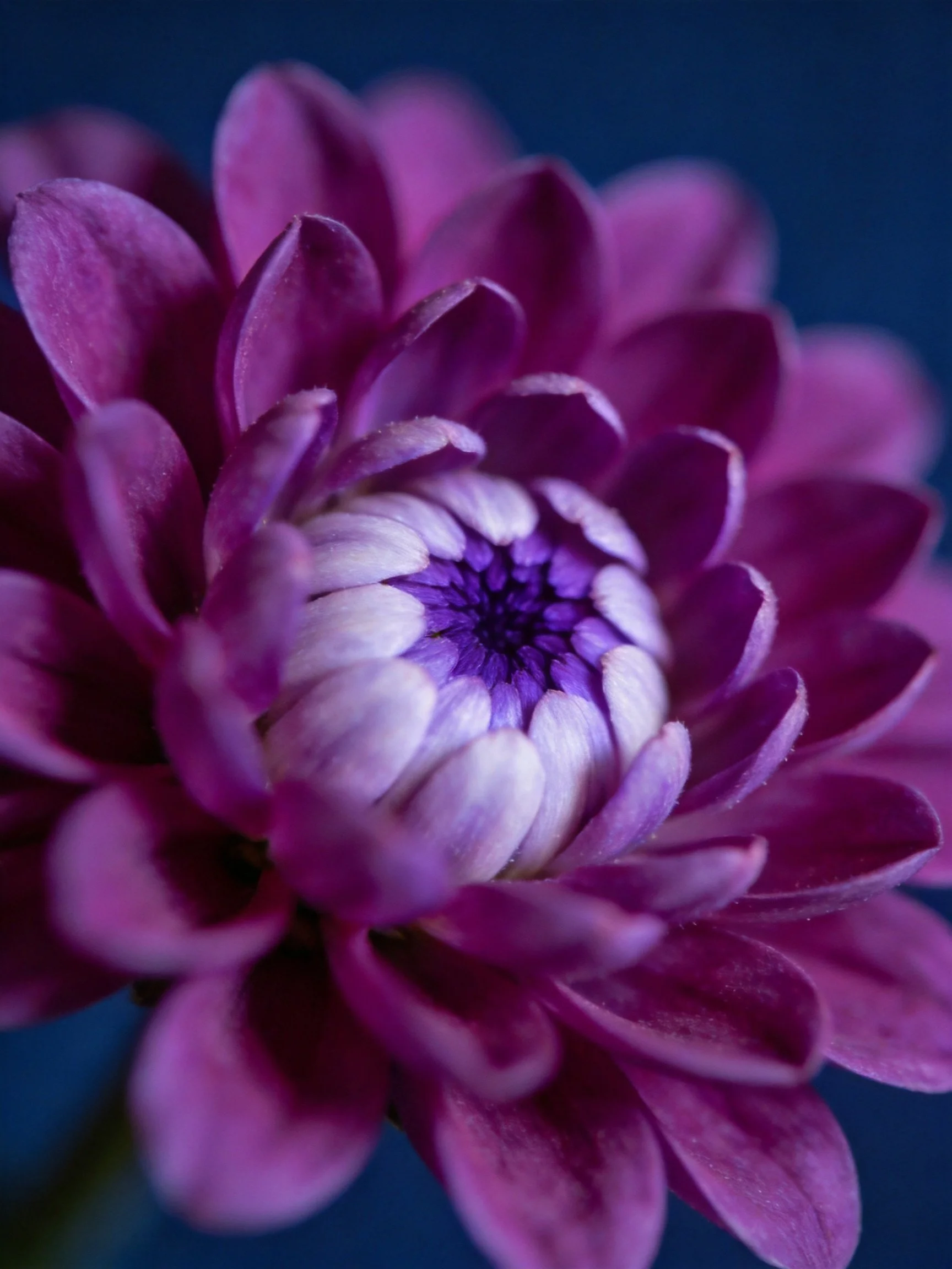 Close - up of a vibrant purple chrysanthemum with layered petals