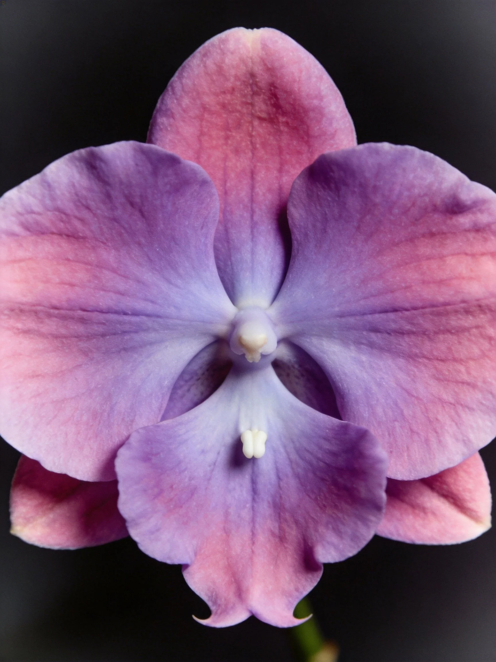 Close-up of a vibrant purple-pink orchid with broad petals