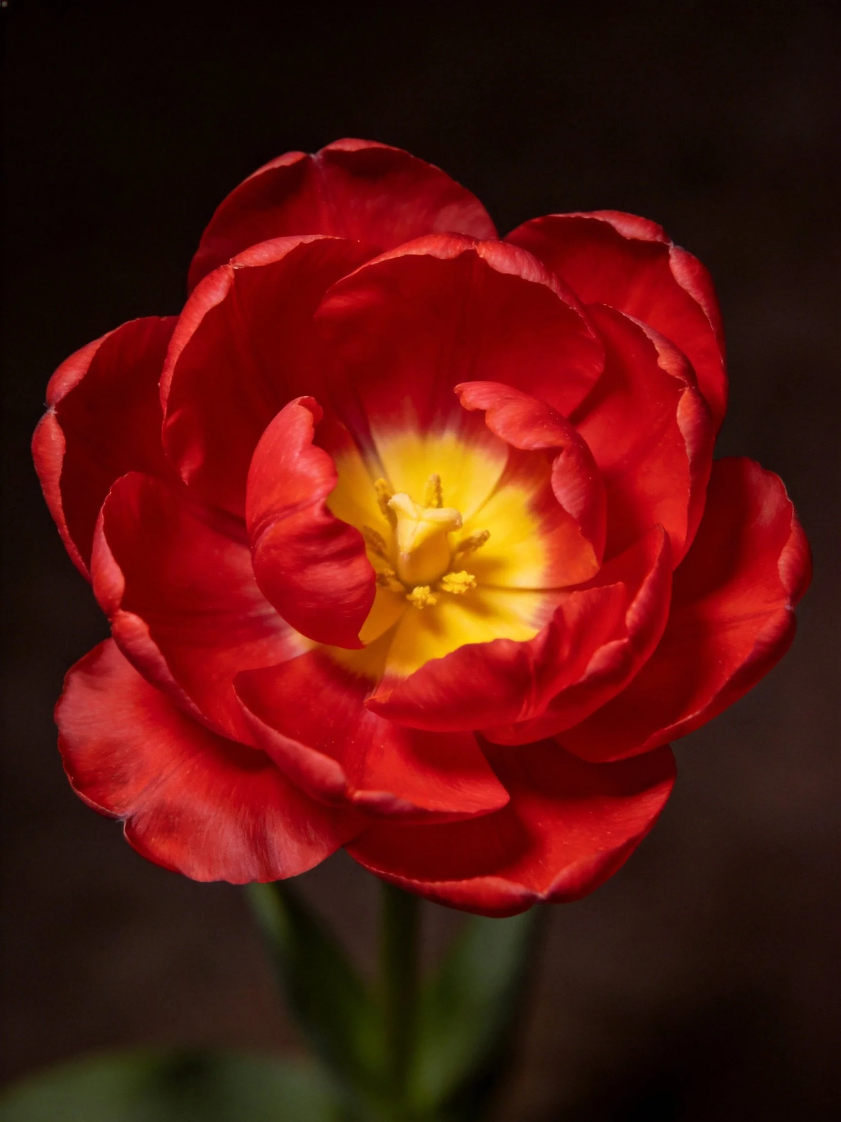 Close - up of a vibrant red tulip showcasing a yellow center