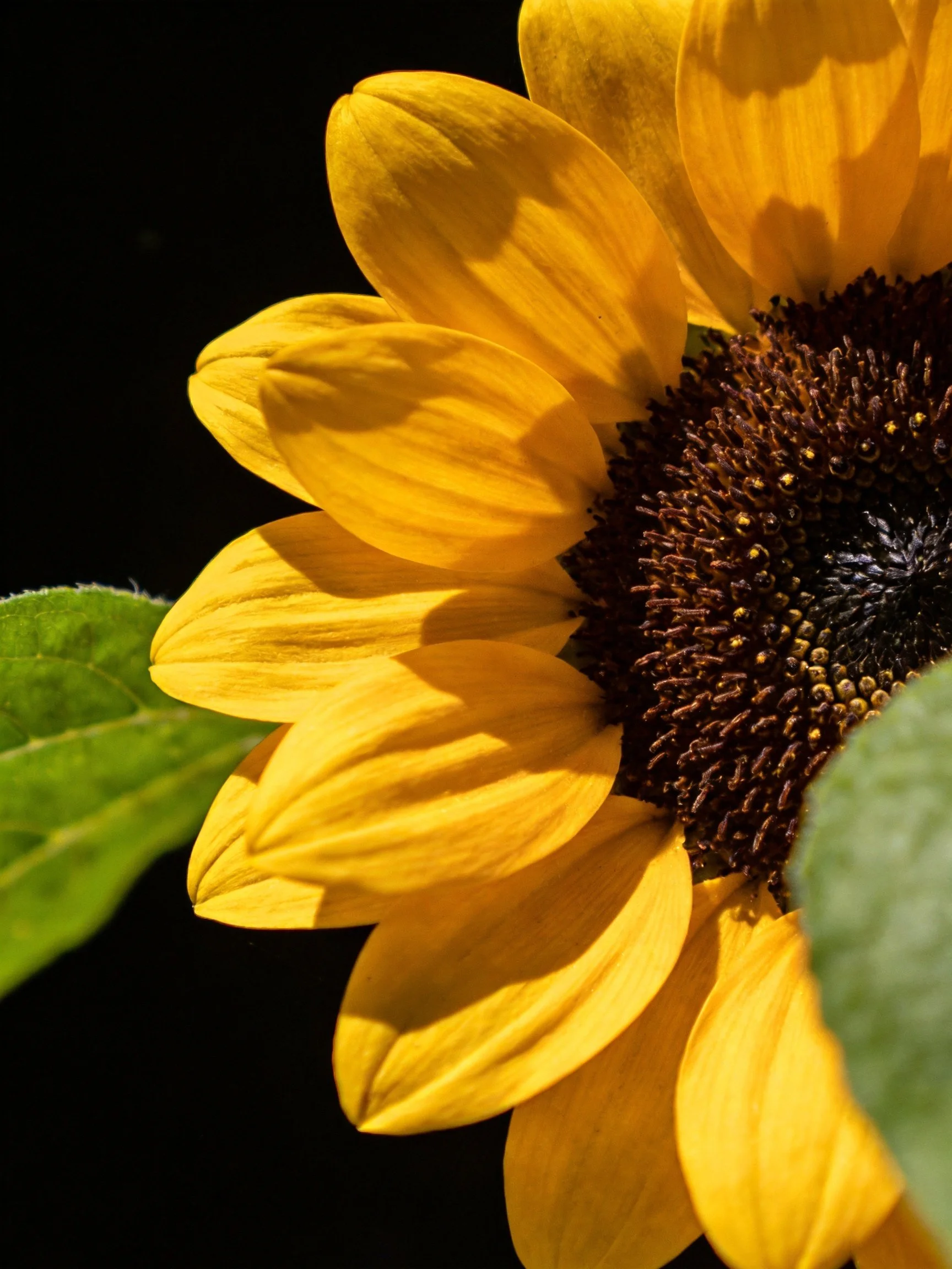 Close-up of a vibrant sunflower with yellow petals and dark center