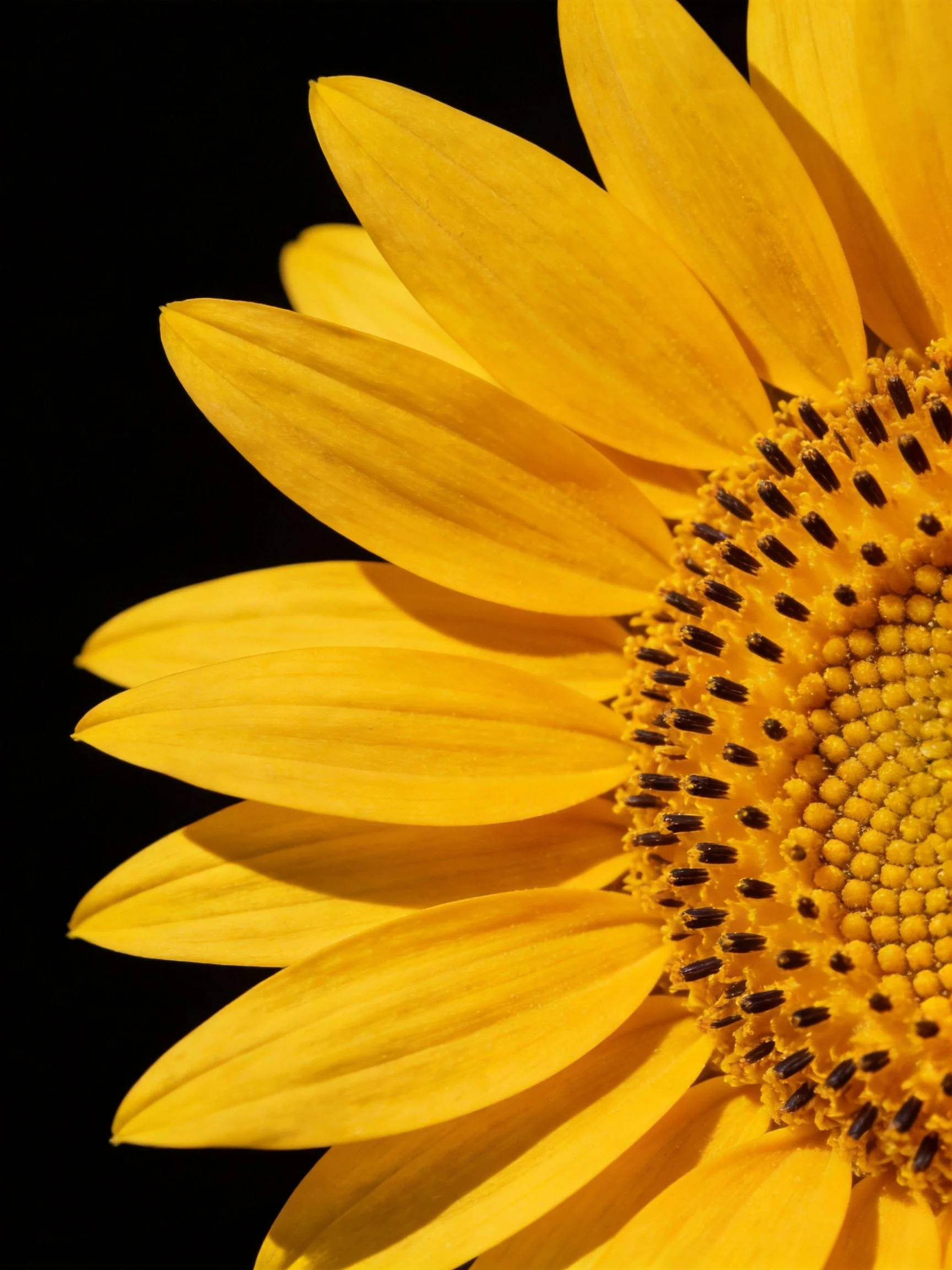 Close-up of a vibrant yellow sunflower with detailed seed center