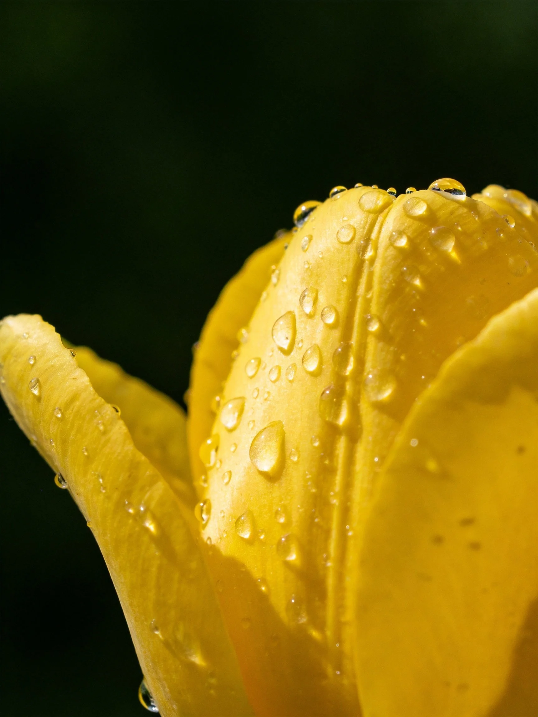 Close - up of a vibrant yellow tulip bud with glistening dewdrops