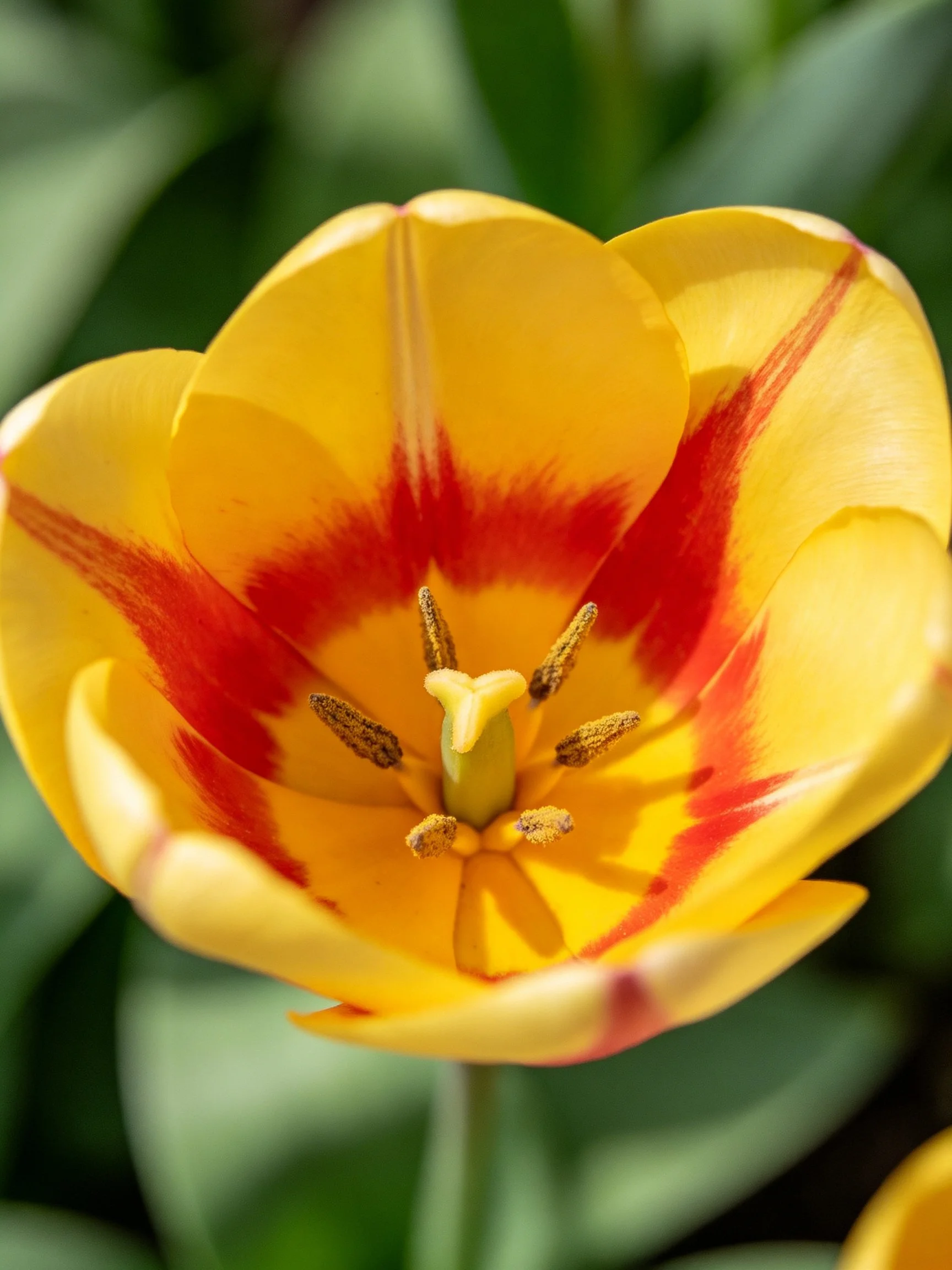Close-up of a vibrant yellow tulip with bold red streaks
