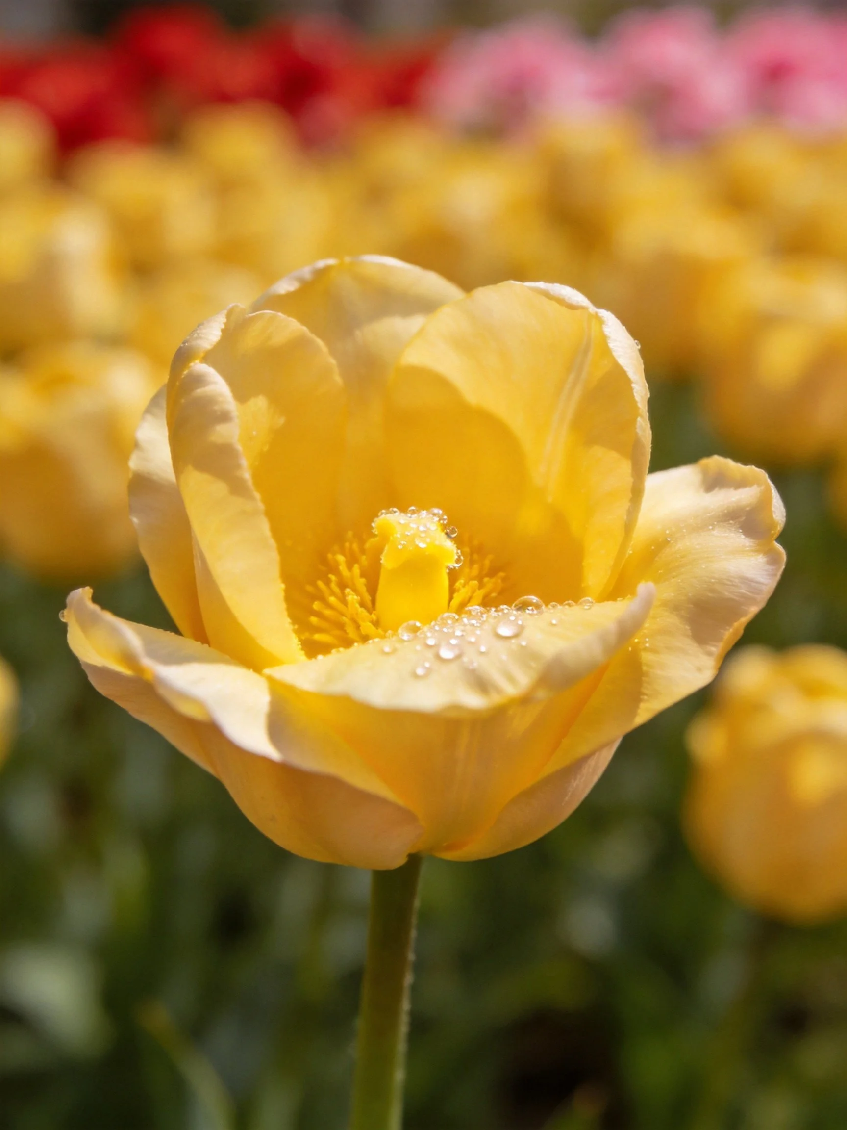 Close-up of a vibrant yellow tulip with dew drops