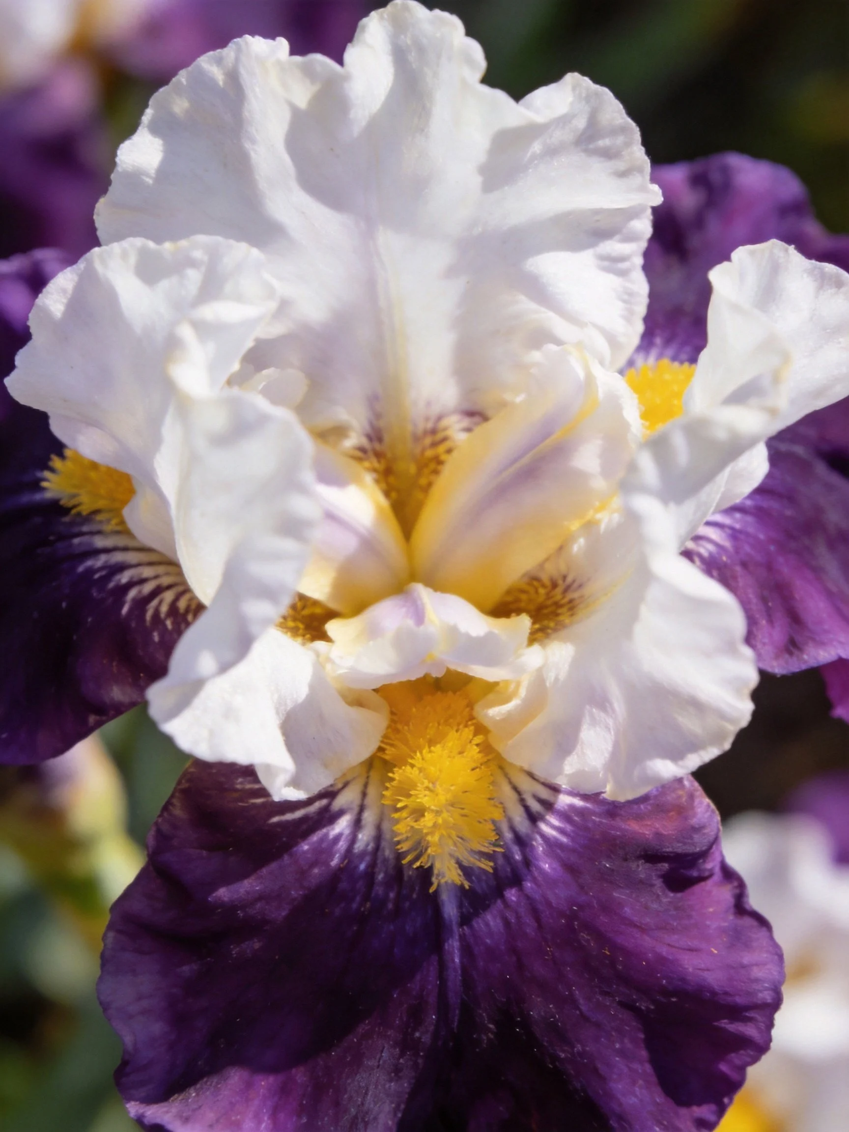 Close-up of a white and purple iris with yellow accents