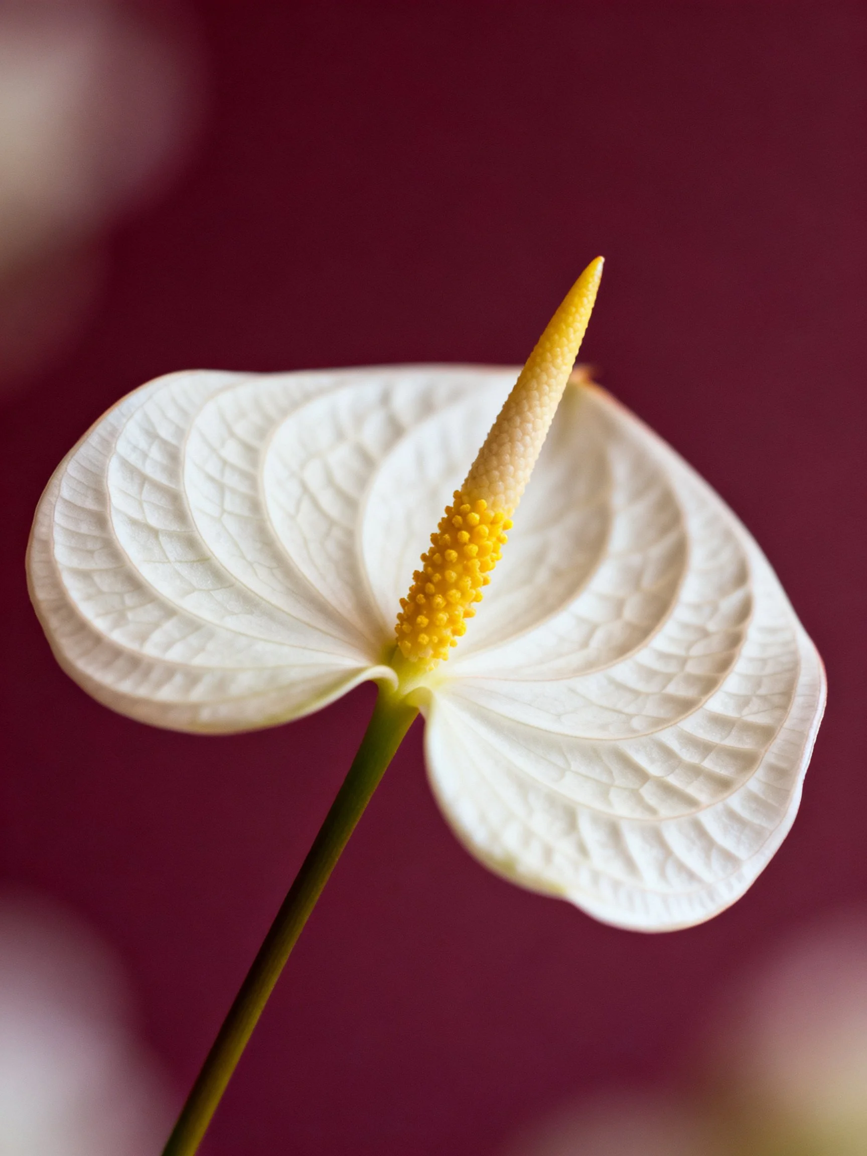 Close-up of a white anthurium with textured petals and yellow spadix
