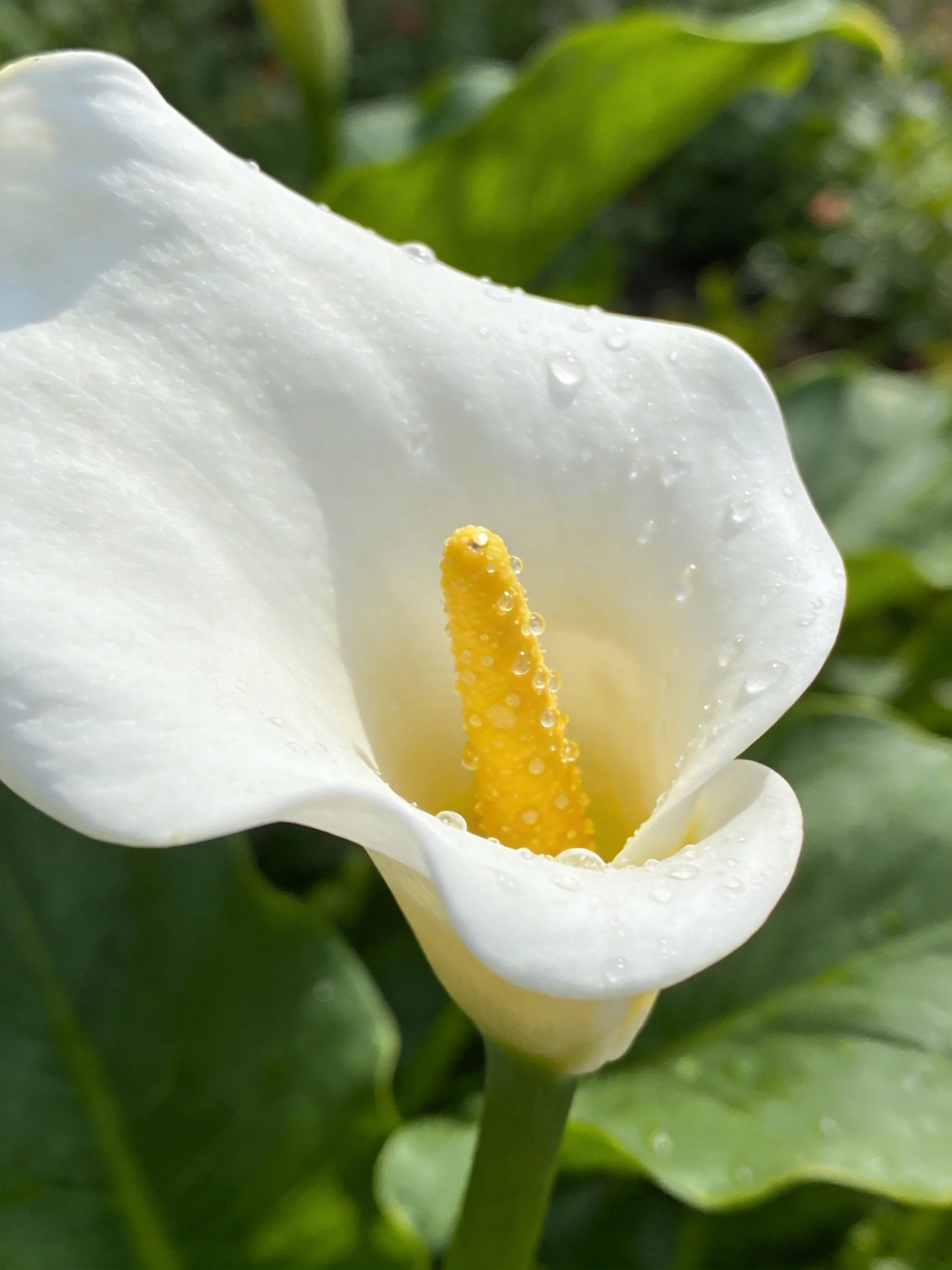 Close - up of a white calla lily with water droplets and yellow spadix