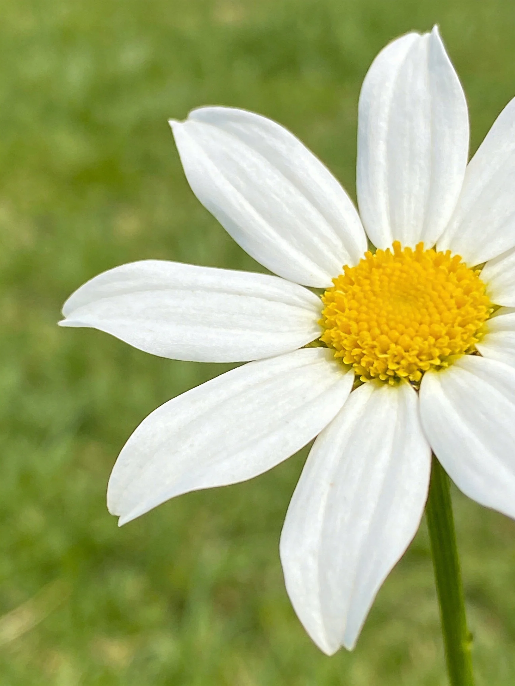 Close-up of a white daisy flower with a bright yellow center