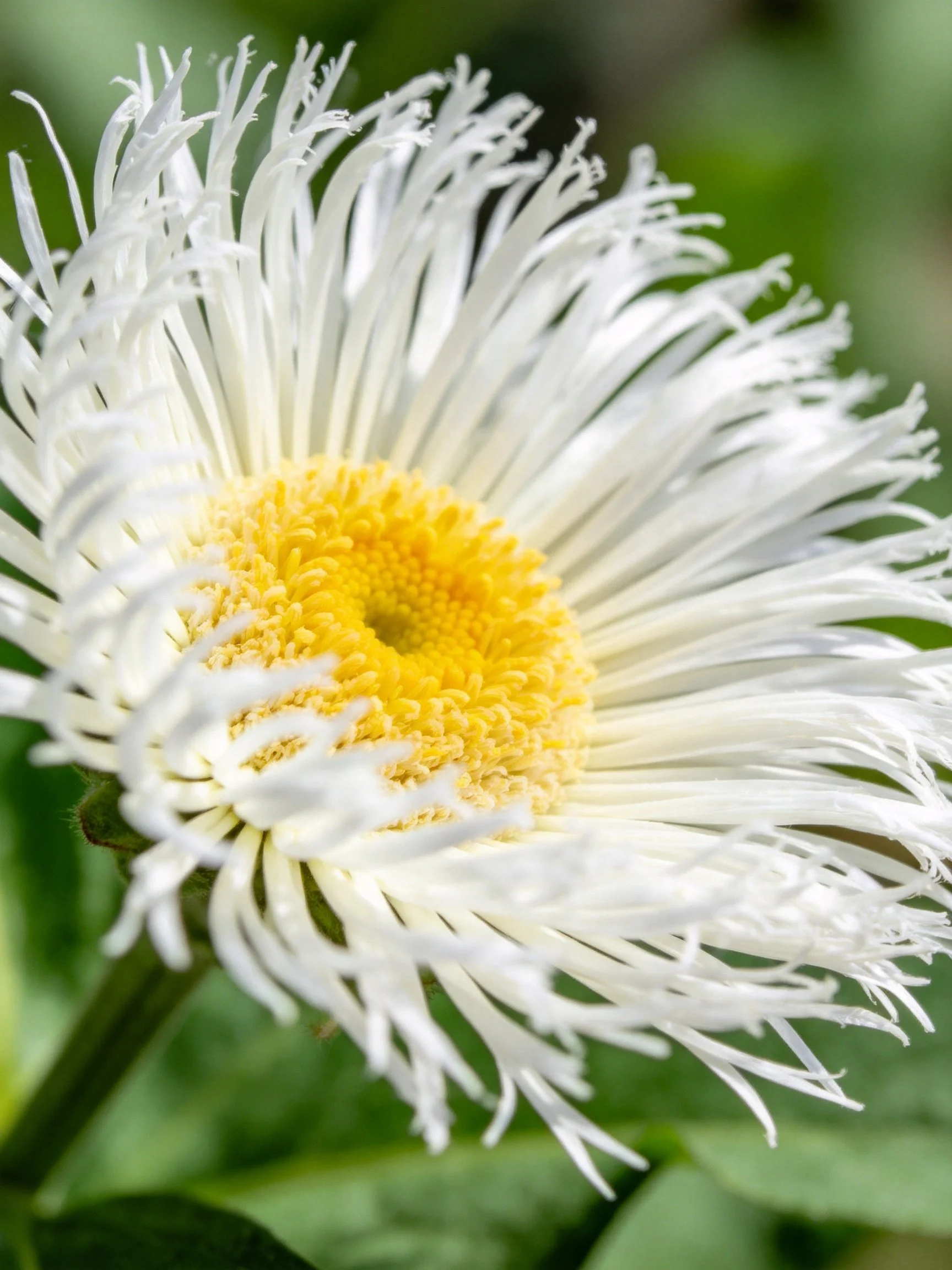 A close - up reveals a white fringed flower with a bright yellow center.