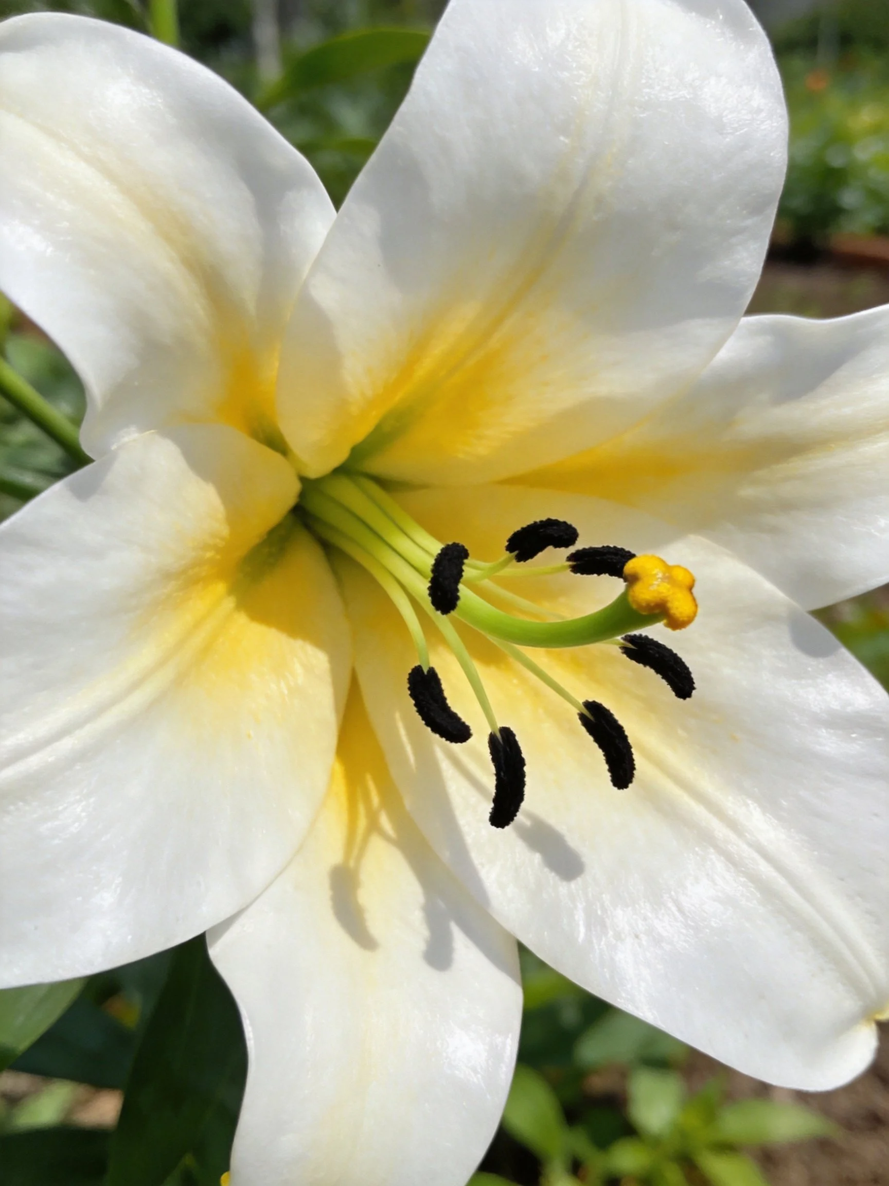 Close - up of a white lily with yellow centers and dark stamens