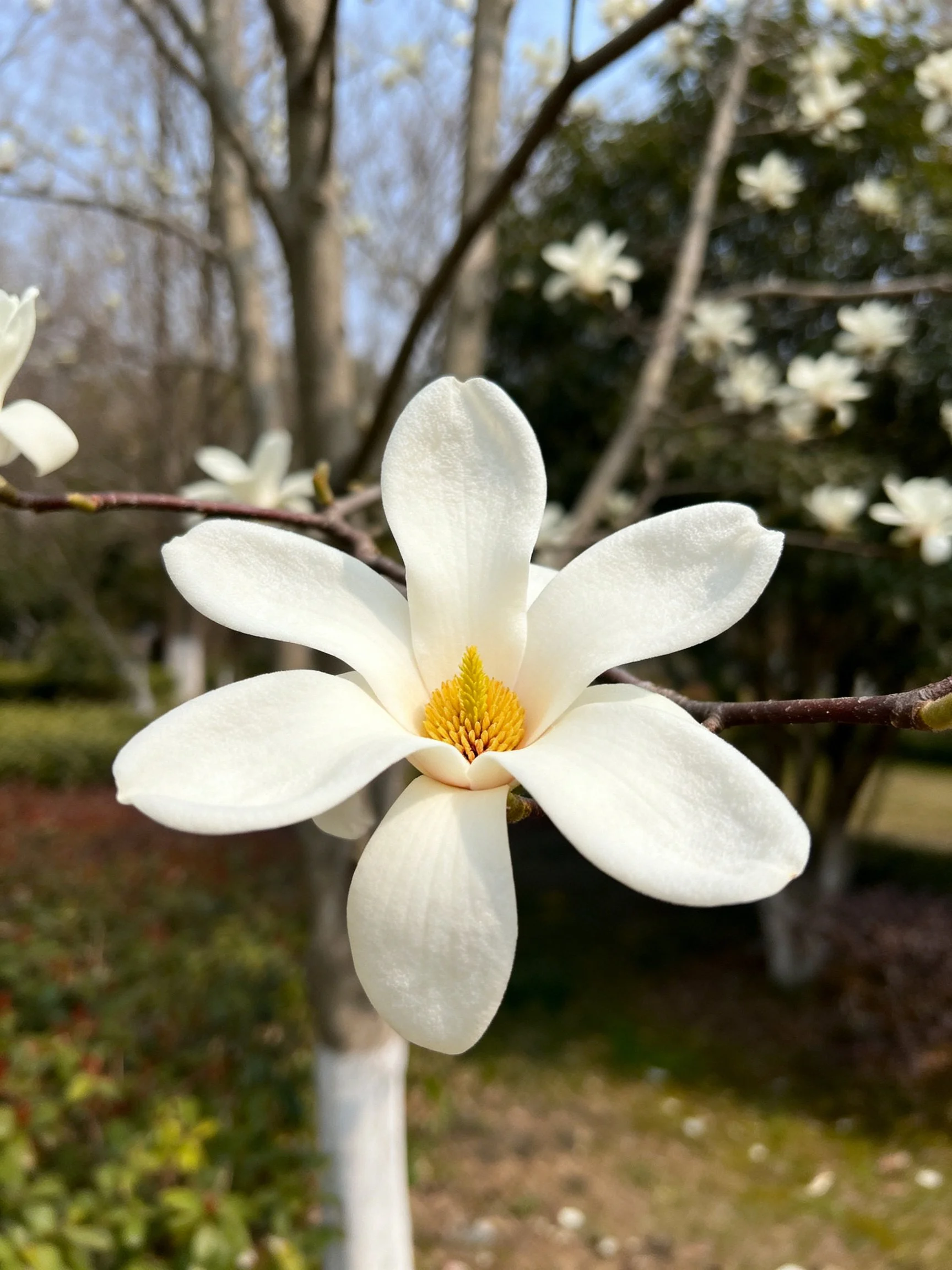 Close-up of a white magnolia flower with broad petals and yellow center