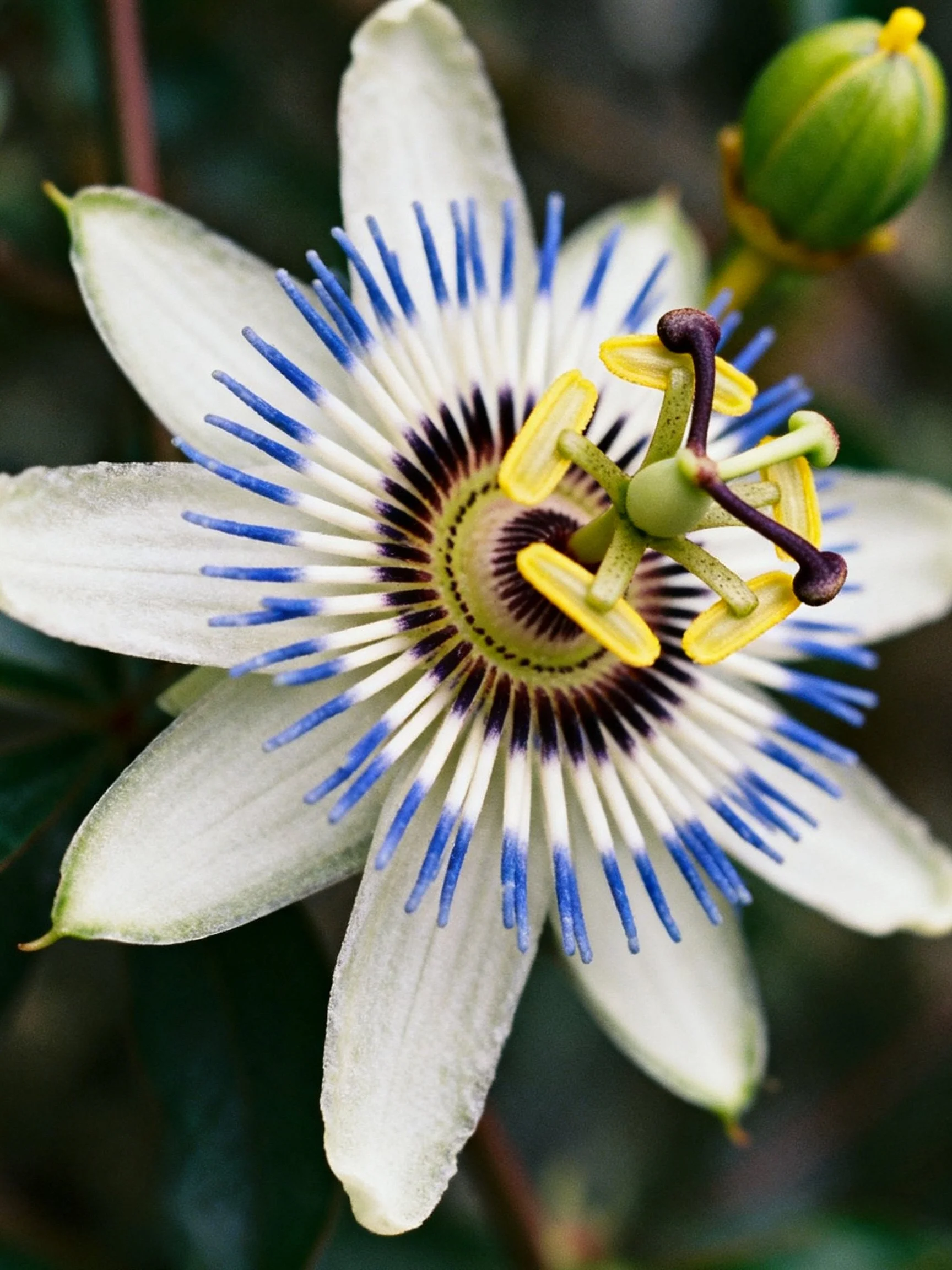 Close - up of a white passionflower with blue stamens