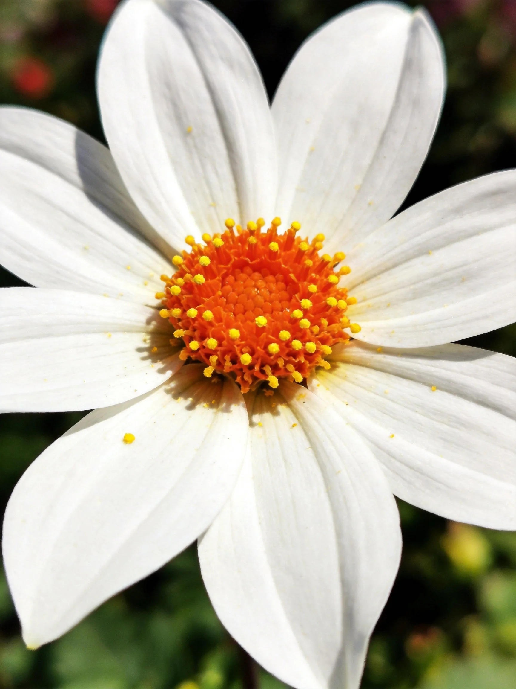 Close - up of a white - petaled flower with an orange - yellow center