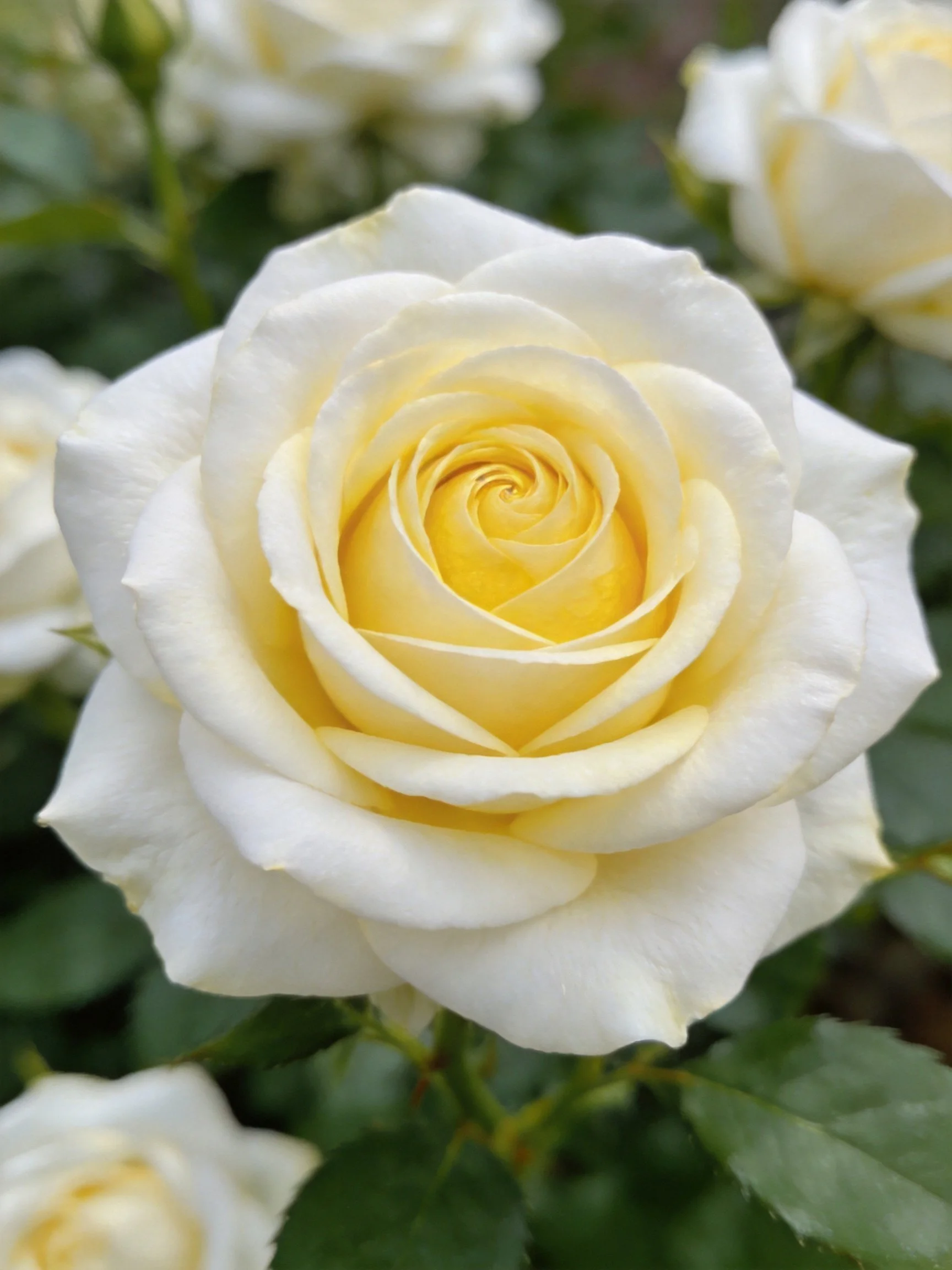Close - up of a white rose with a yellow center amid green foliage