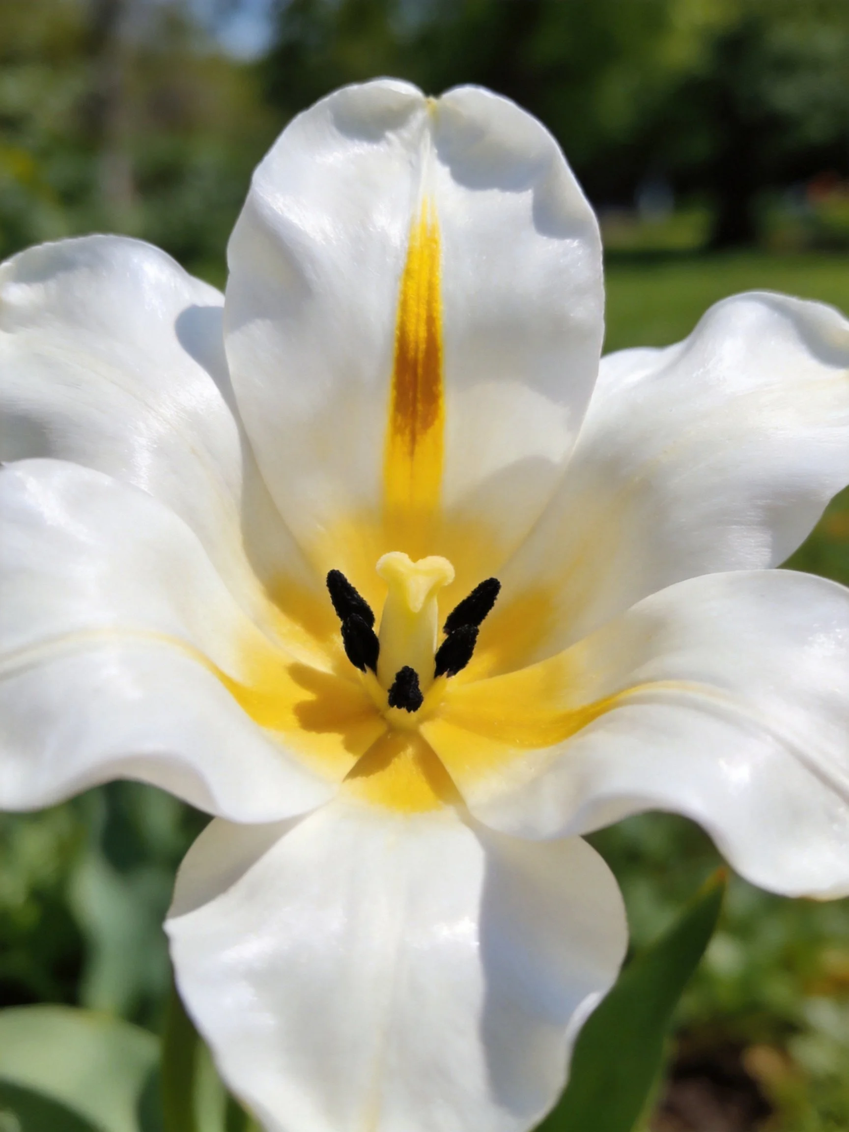 Close - up of a white tulip with yellow center details