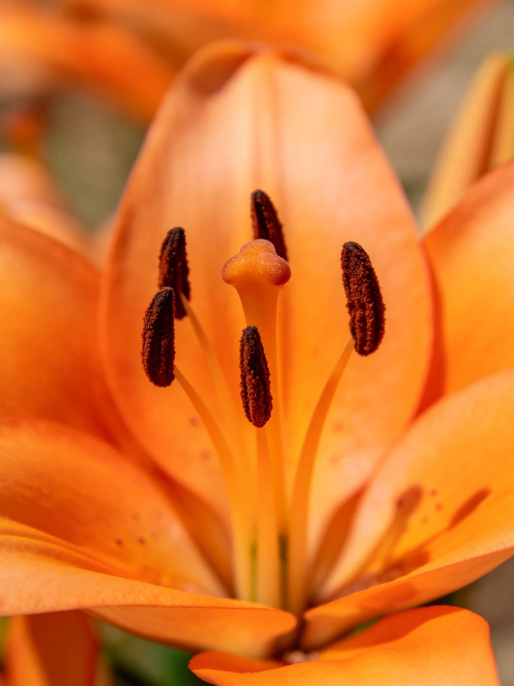 Close-up of an orange lily with dark brown stamens