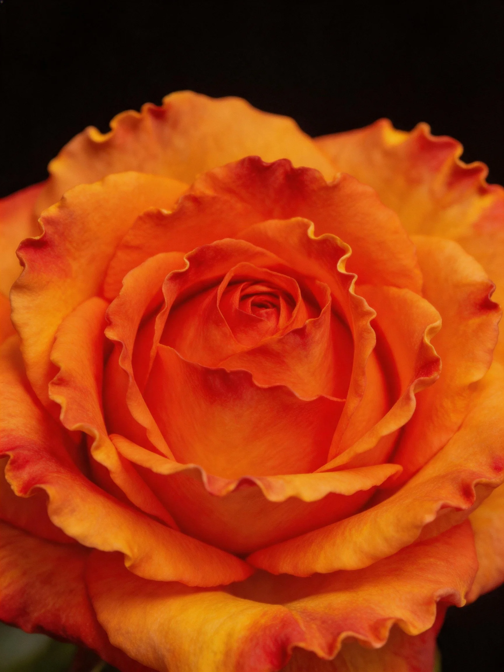 Close-up of an orange rose with ruffled petals