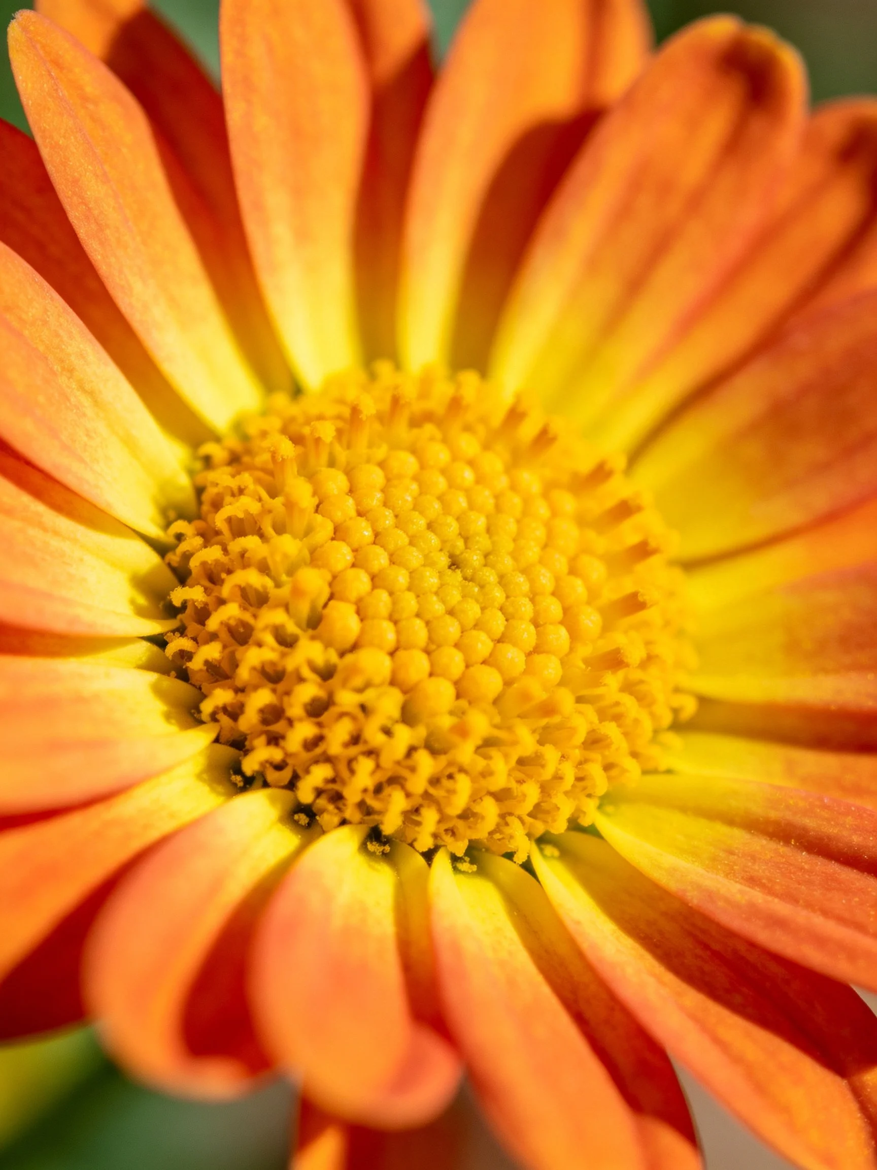 Close - up of an orange - yellow flower with textured yellow center