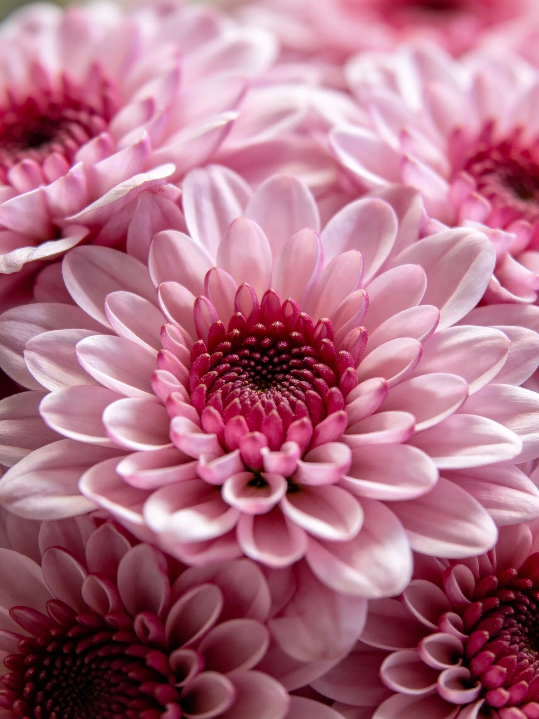 Close-up of layered pink chrysanthemums with magenta centers