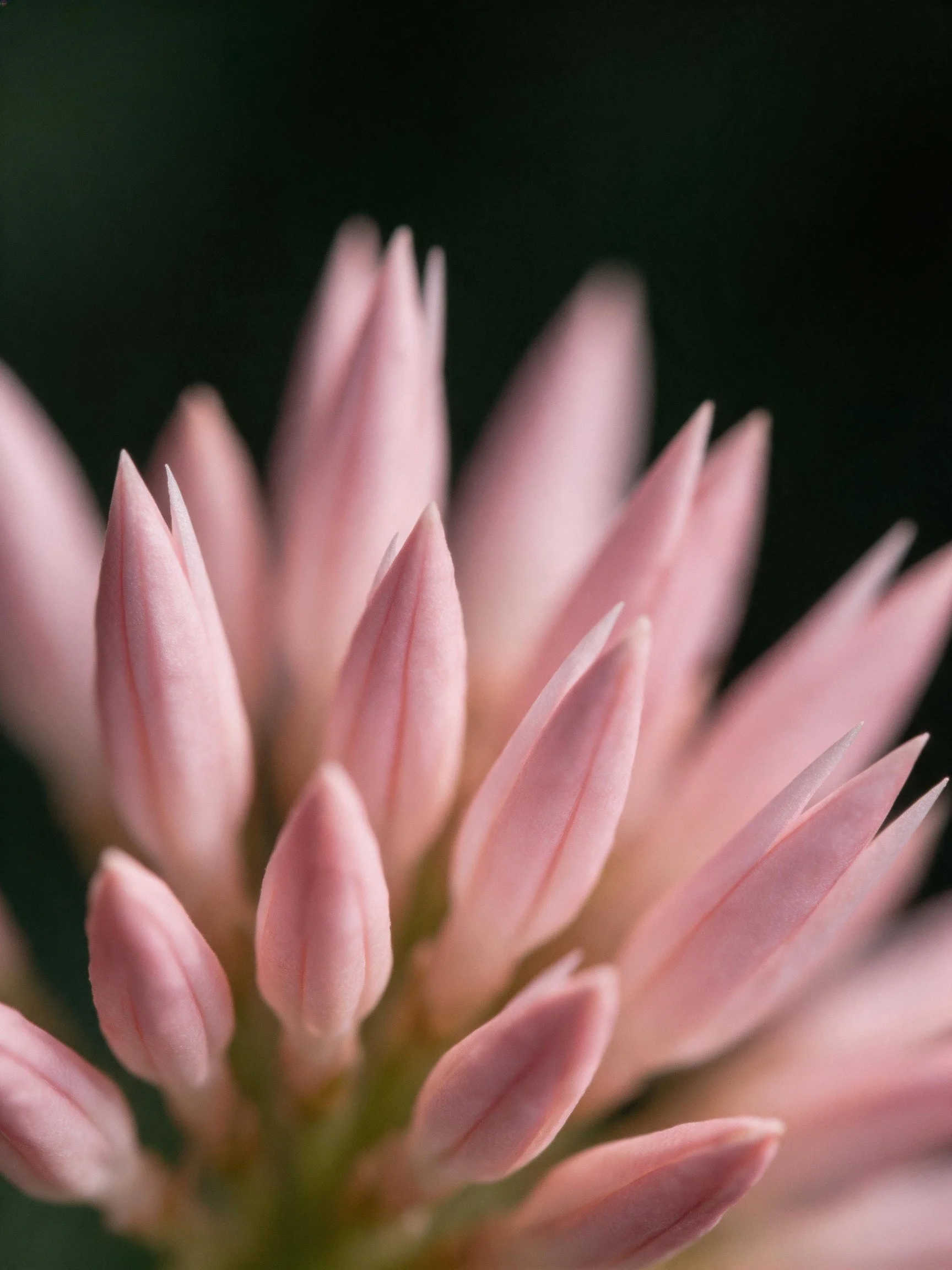 Close - up of numerous pale pink flower buds with dark backdrop