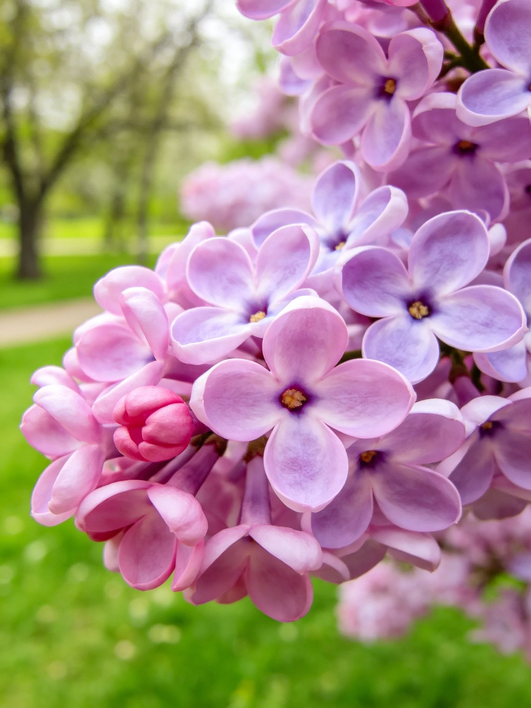 Close - up of numerous purple and pink lilac blooms