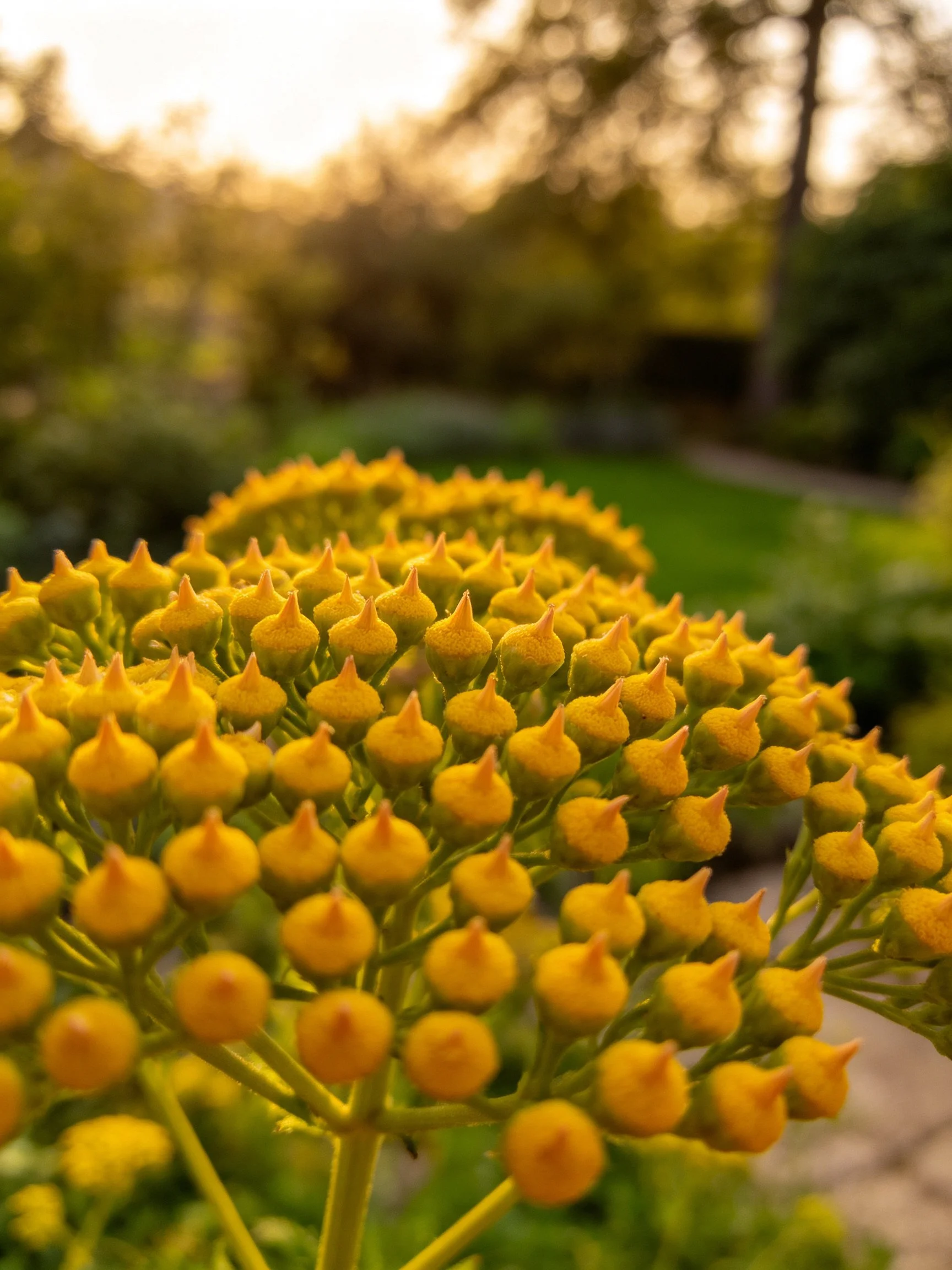 Close-up of numerous small yellow flower buds in a sunlit garden