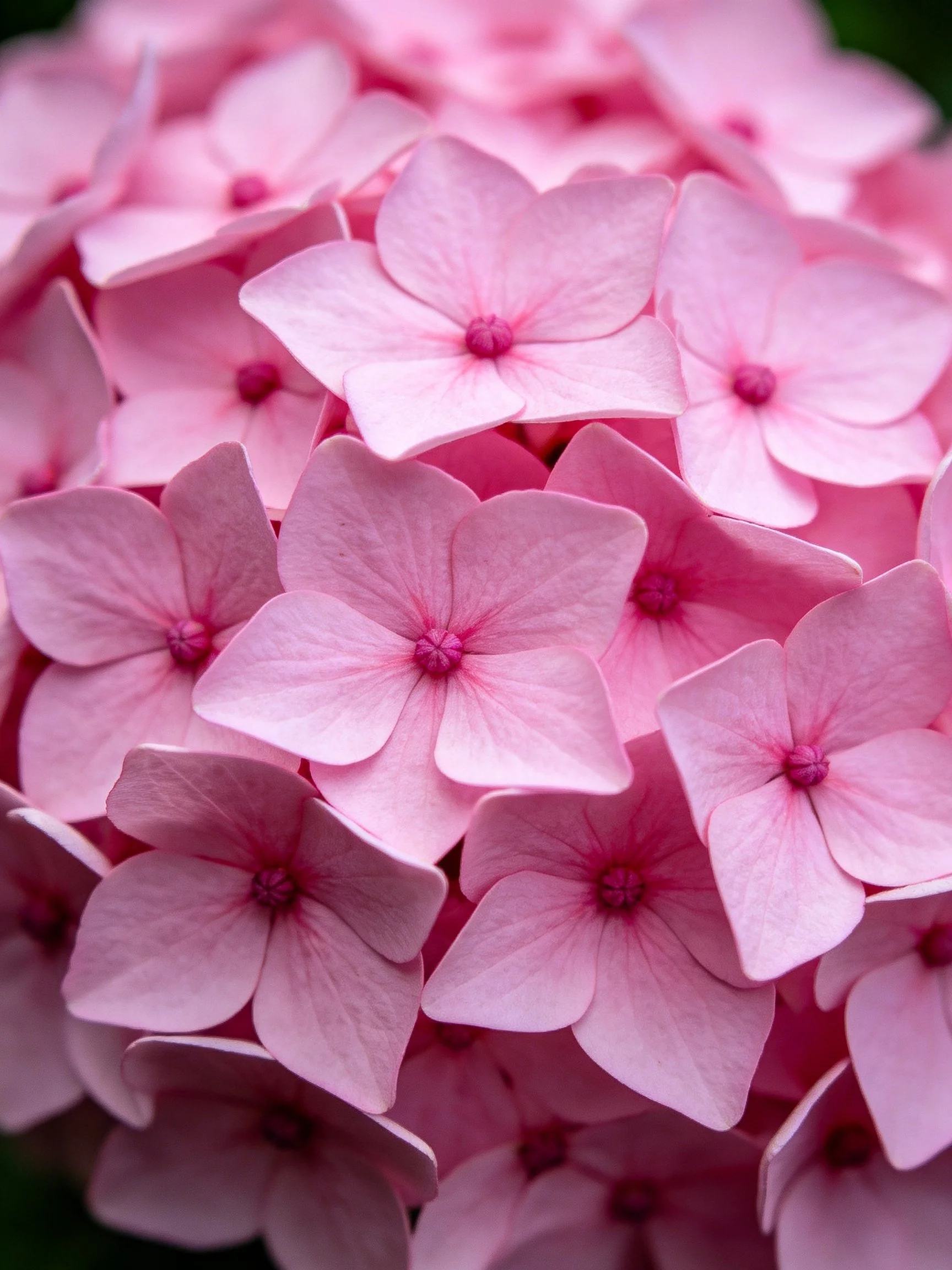 Close-up of numerous soft pink hydrangea blooms clustered together