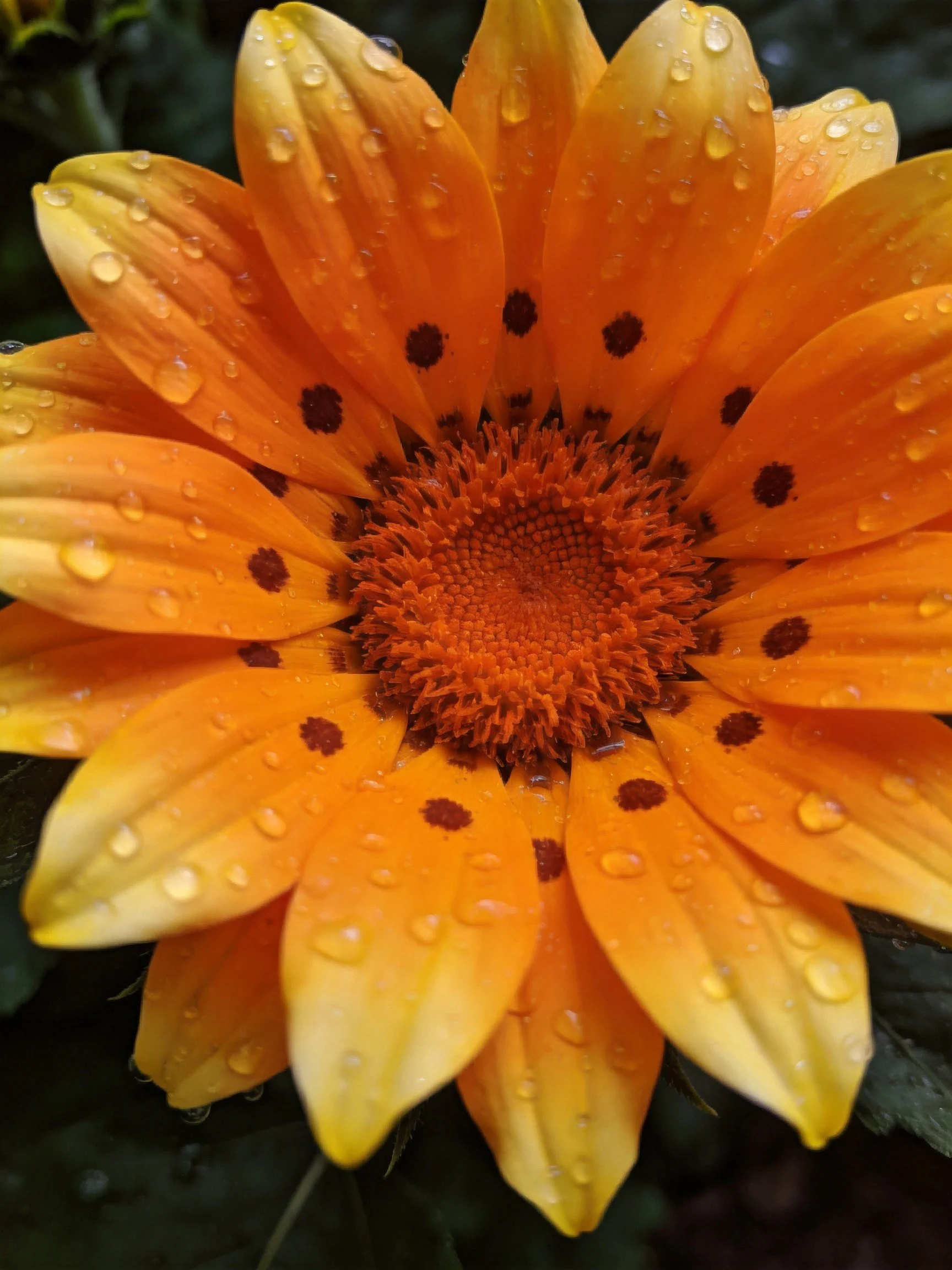 Close - up of orange spotted flower with water droplets