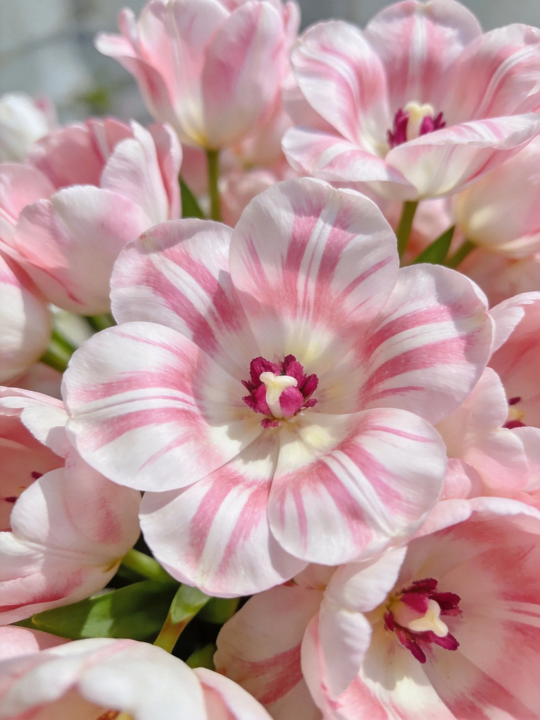 Close-up of pink and white striped tulips