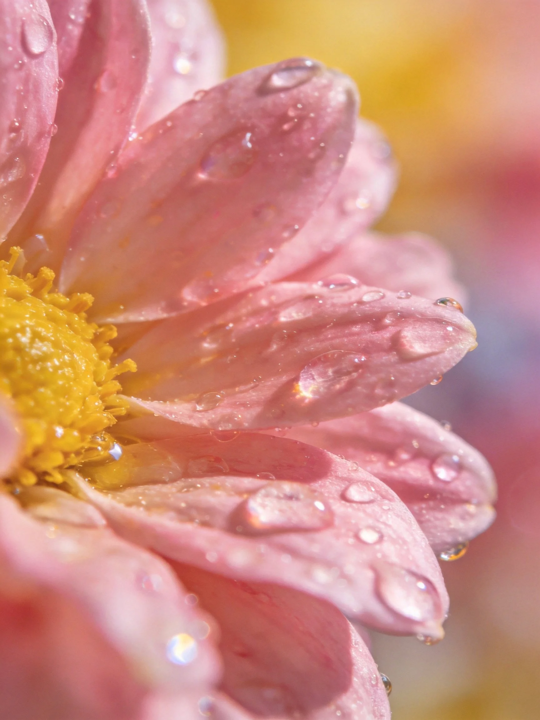 Close - up of pink flower petals with water droplets, yellow center