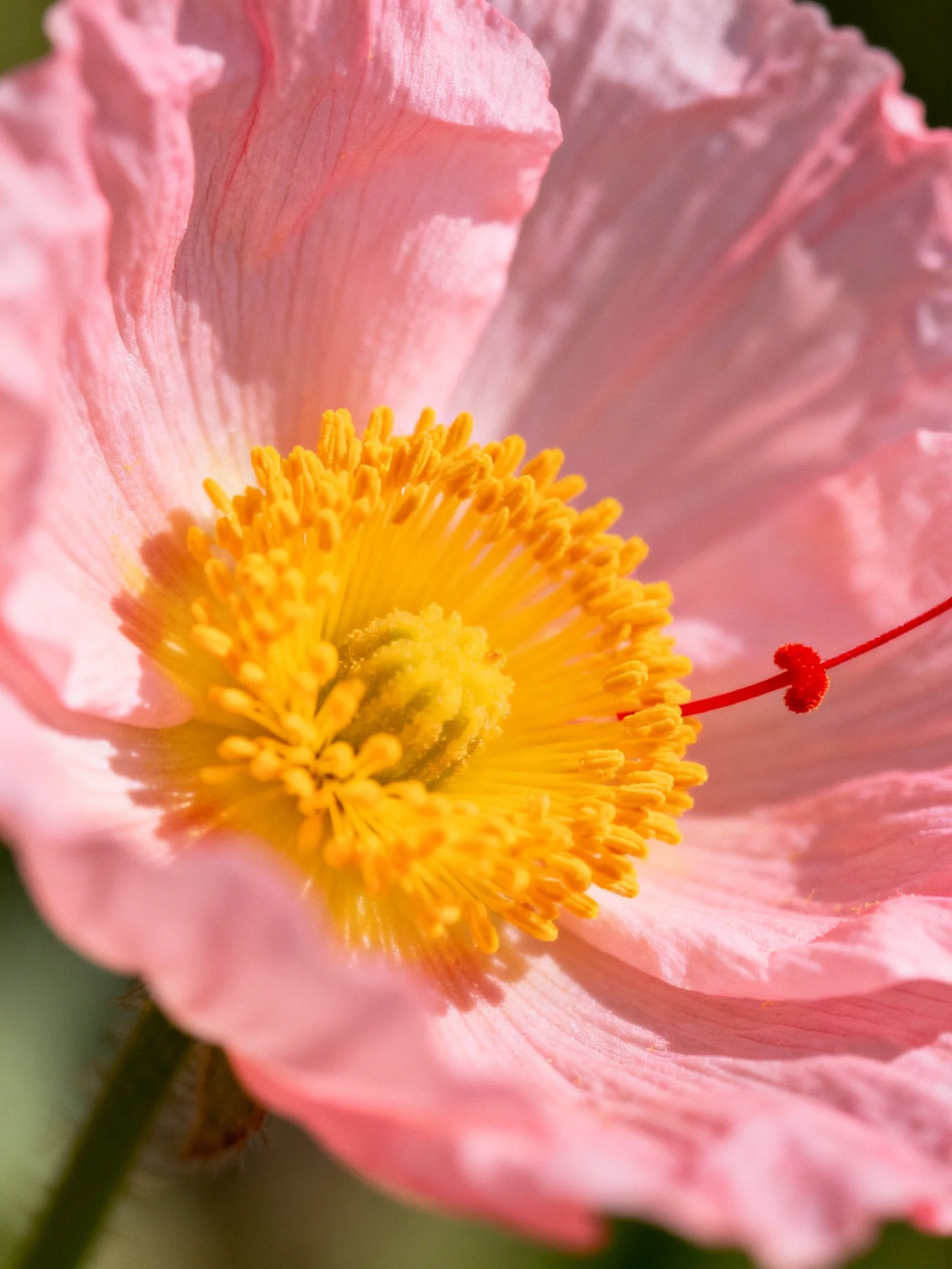 Close-up of pink flower with yellow center and red stigma