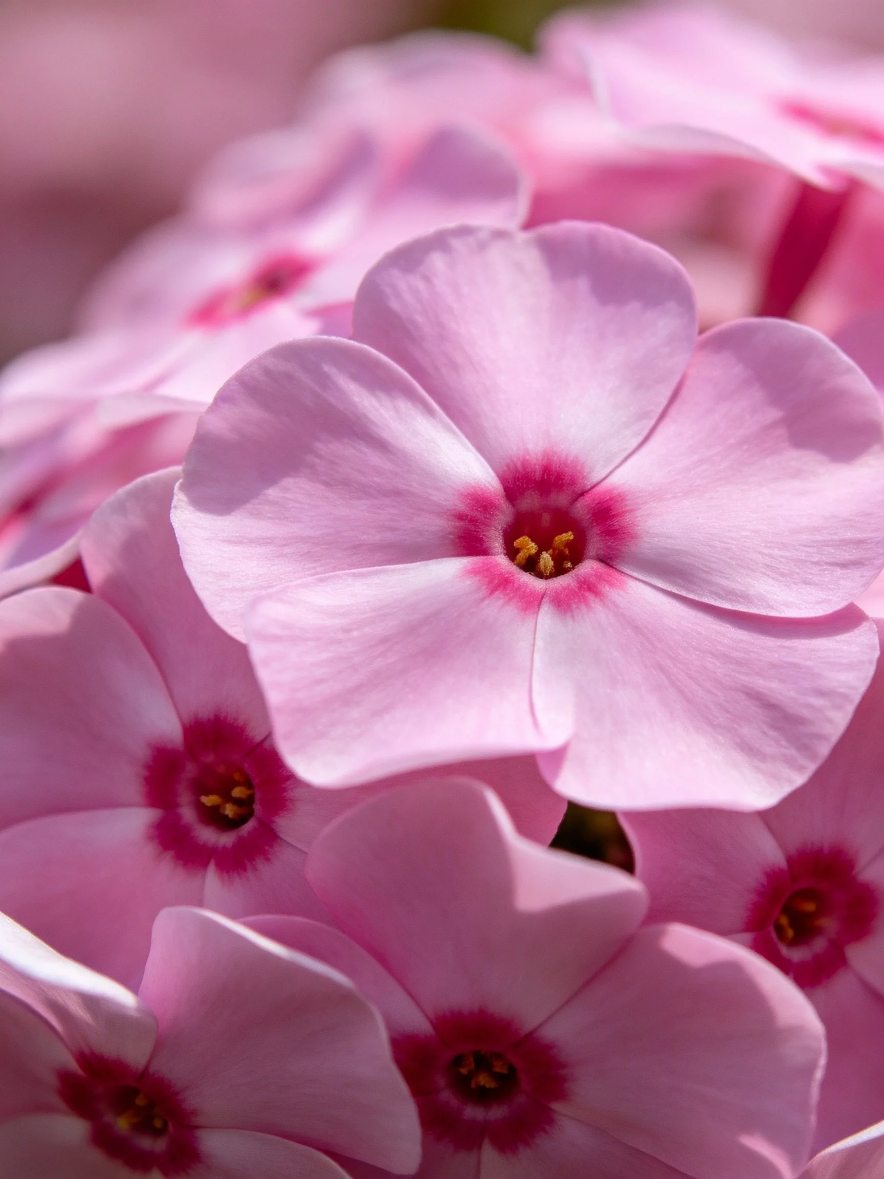 Close - up of pink phlox flowers with magenta centers