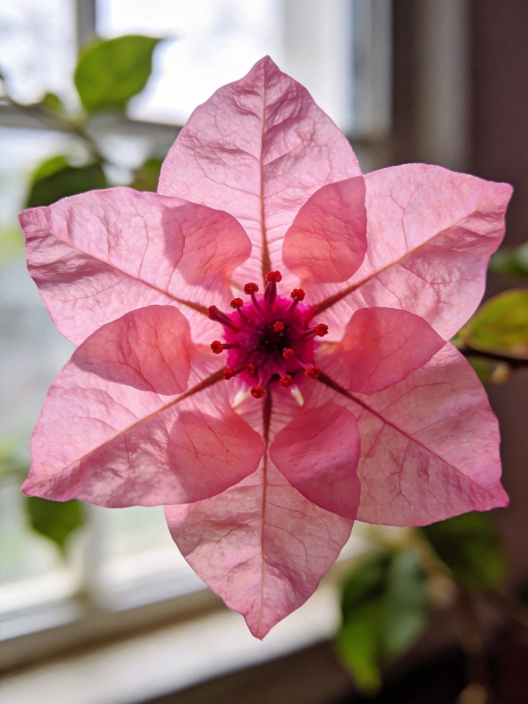Close-up of pink star-shaped flower with red center