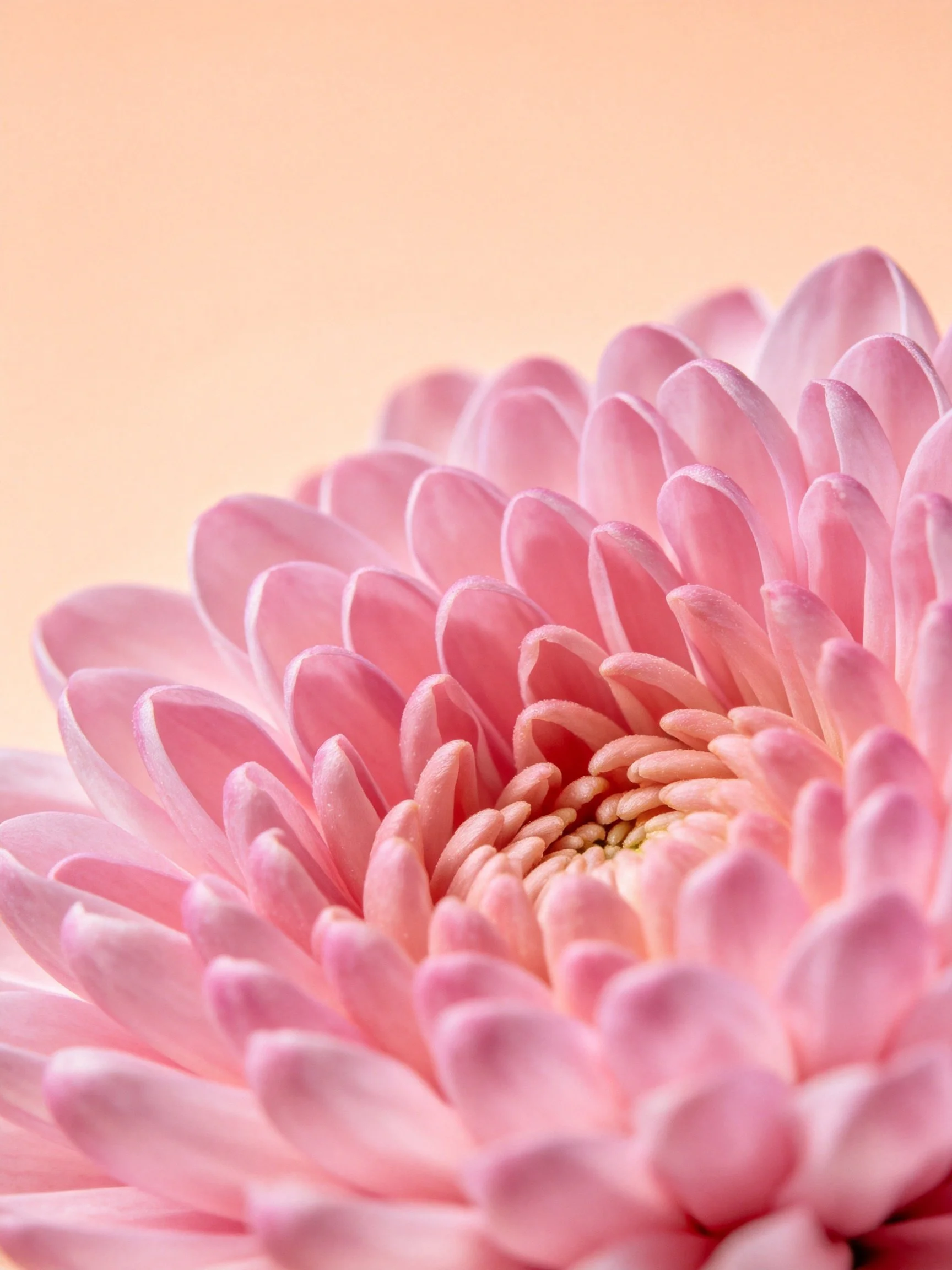Close-up of soft pink chrysanthemum petals against peach backdrop