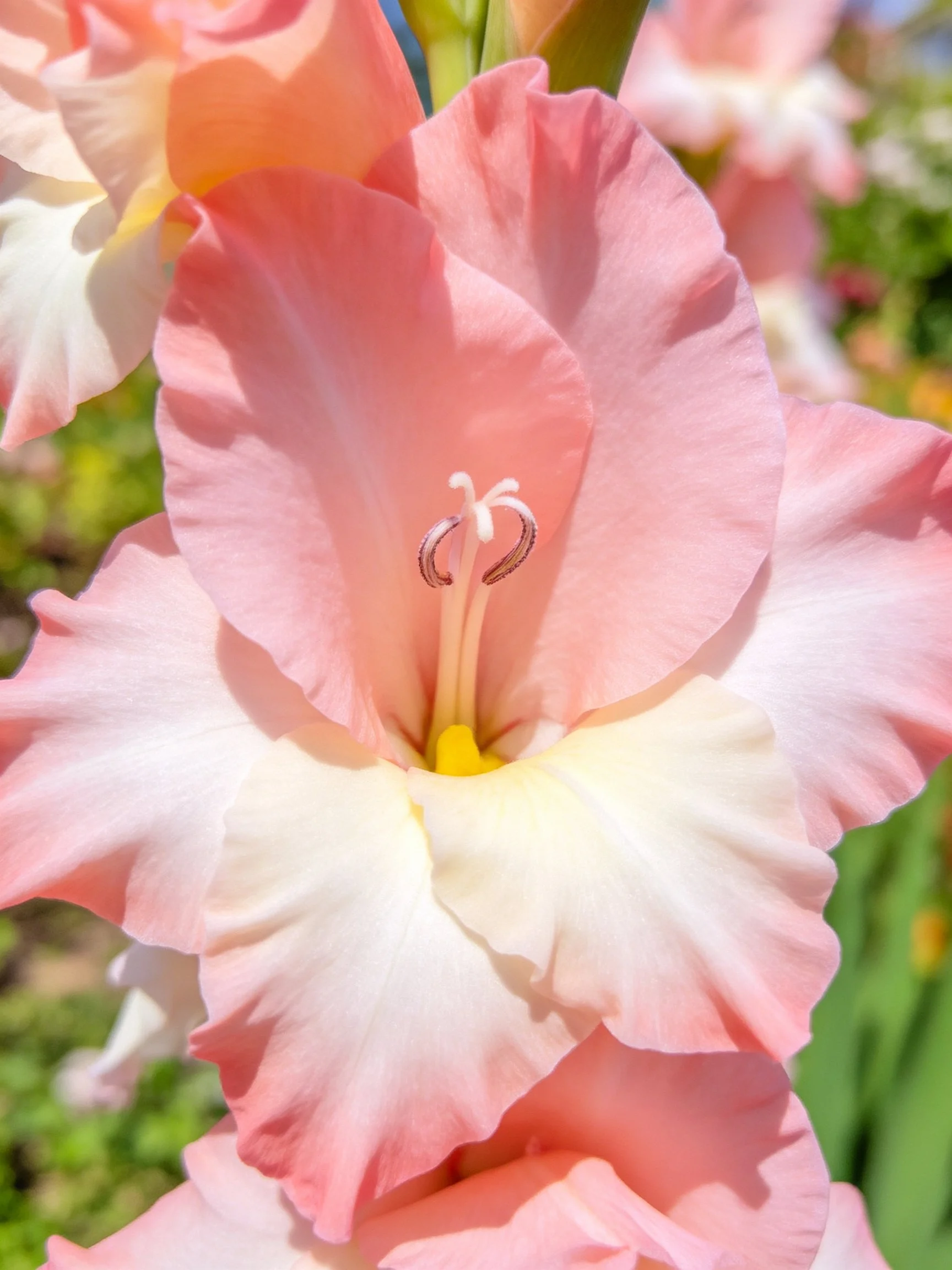 Close-up of soft pink gladiolus flowers with yellow centers