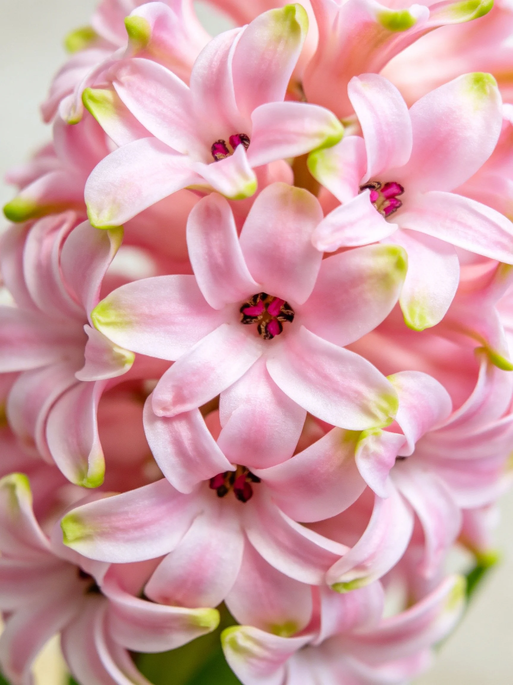 Close - up of soft pink hyacinth blooms with green - tipped petals