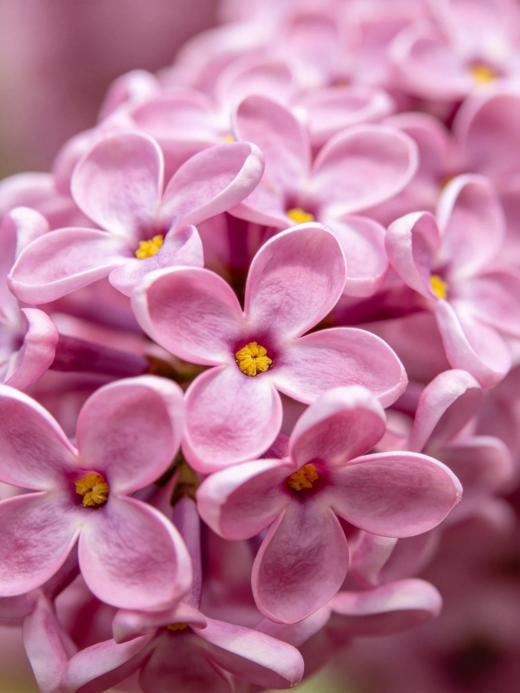 Close-up of soft pink lilac flowers with yellow centers